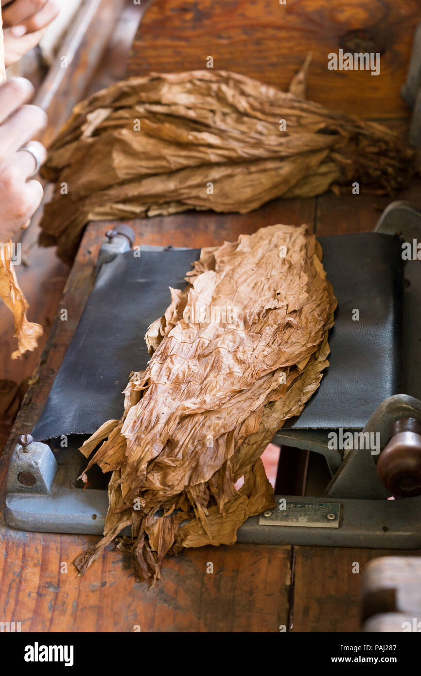 Secado de las hojas de tabaco en el cigarro storeon máquina de rodillos, Cuba, República Dominicana Foto de stock