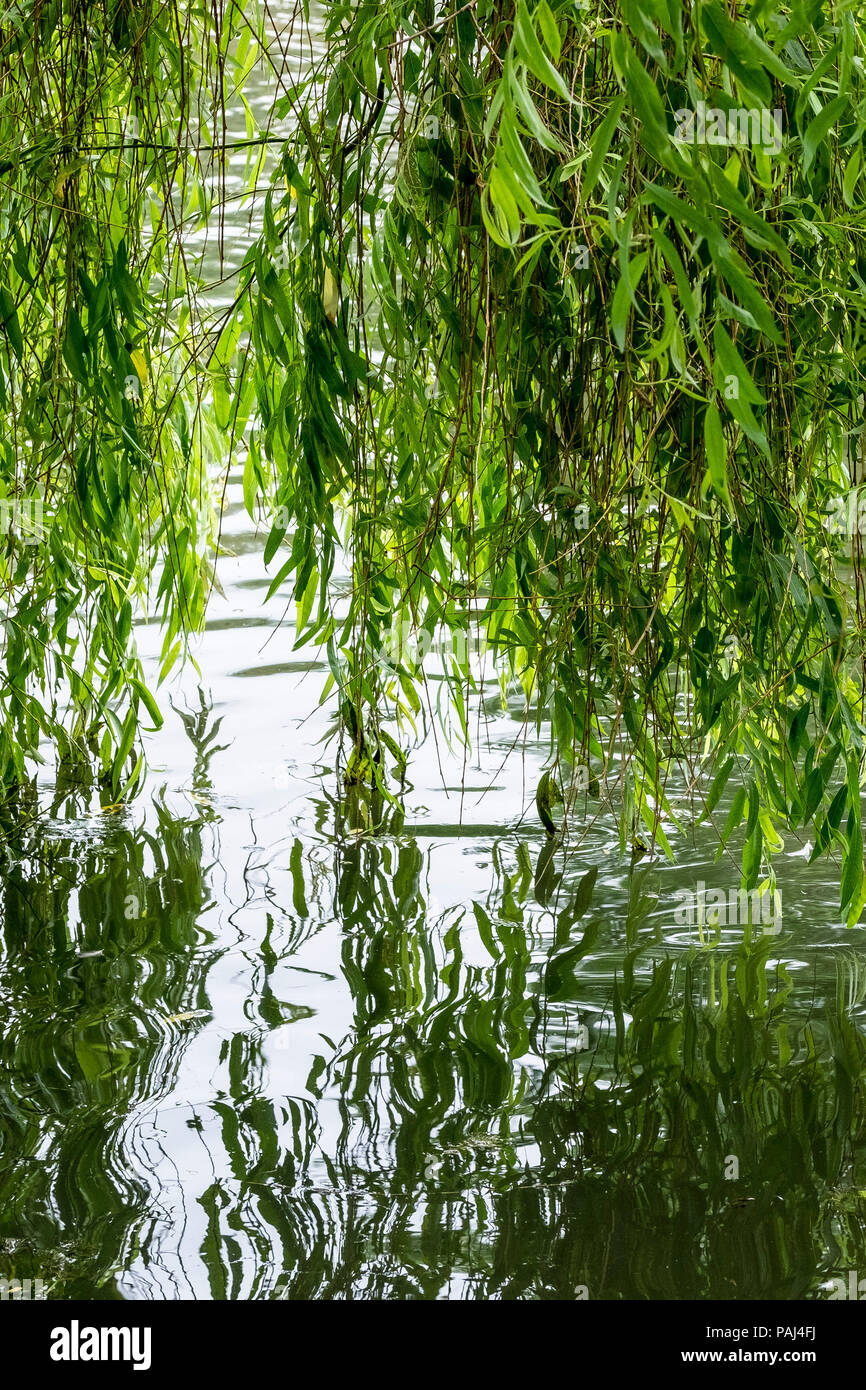 Las hojas de un sauce Salix alba arrastran en el agua. Foto de stock