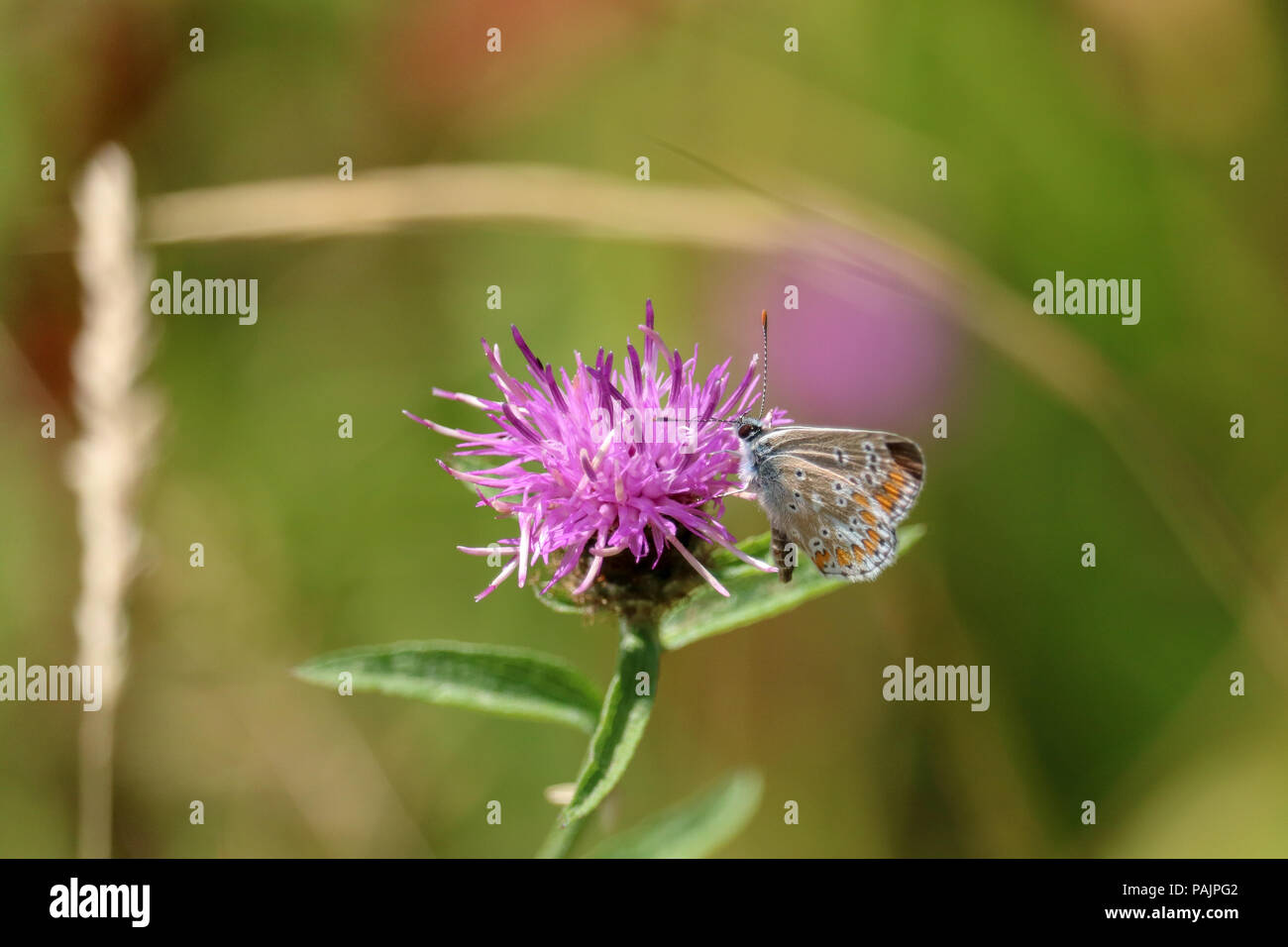 Un Brown Argus butterfly se sienta y se alimenta de una rosa thistle cabeza entre Pasto largo en un día soleado. Foto de stock