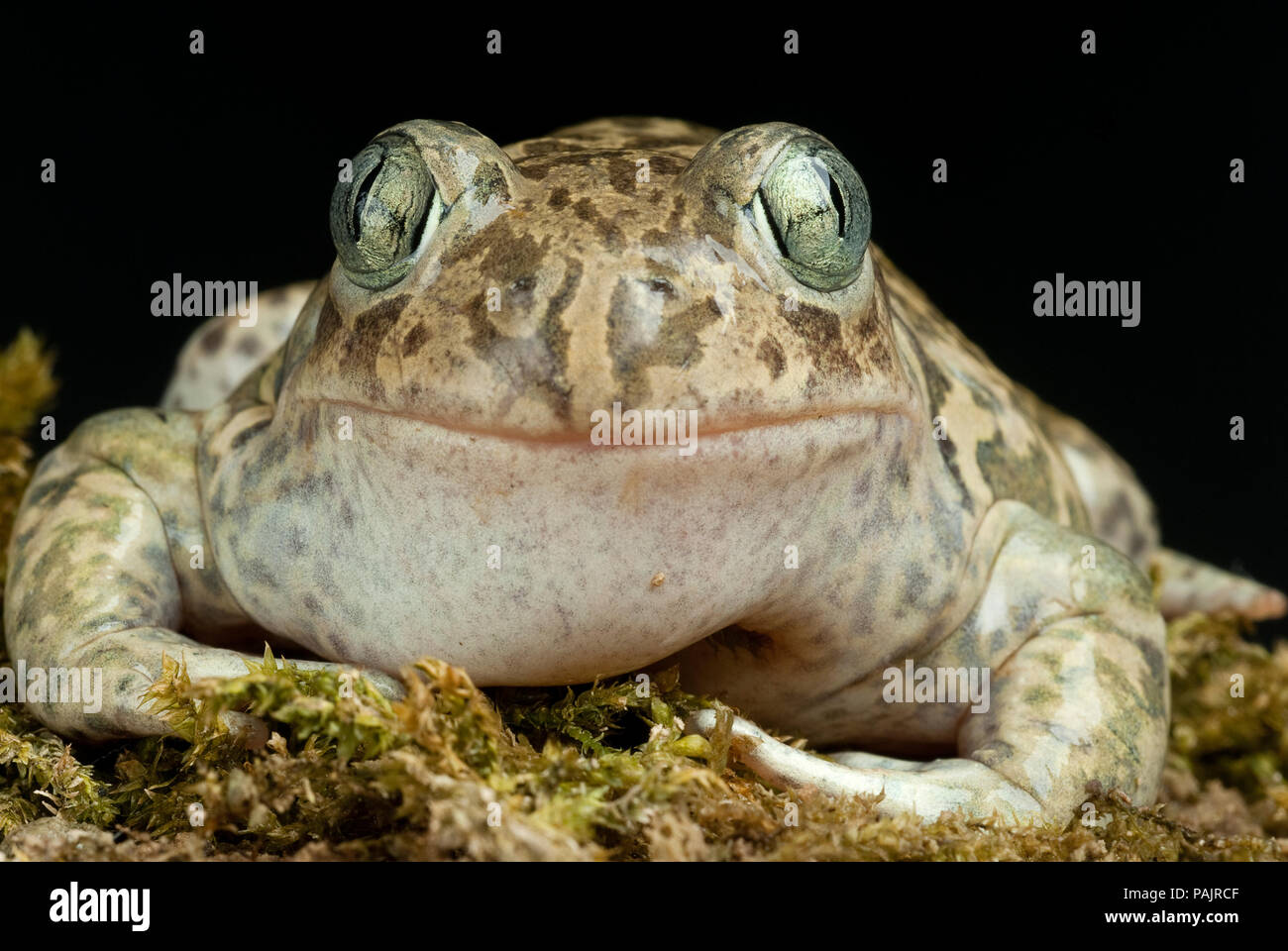 , Pelobates cultripes Spadefoot toad, anfibios Foto de stock