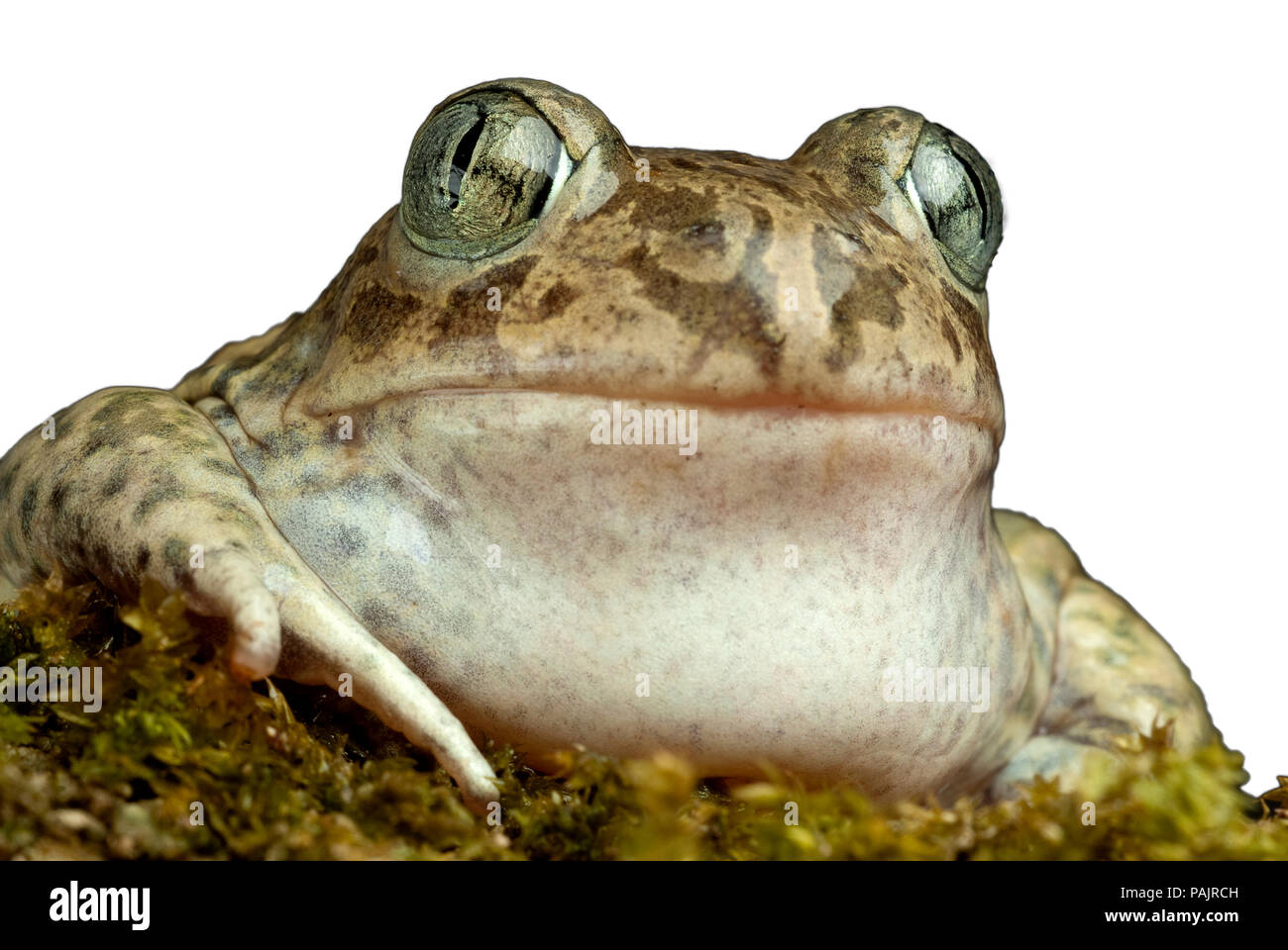 , Pelobates cultripes Spadefoot toad, anfibios Foto de stock