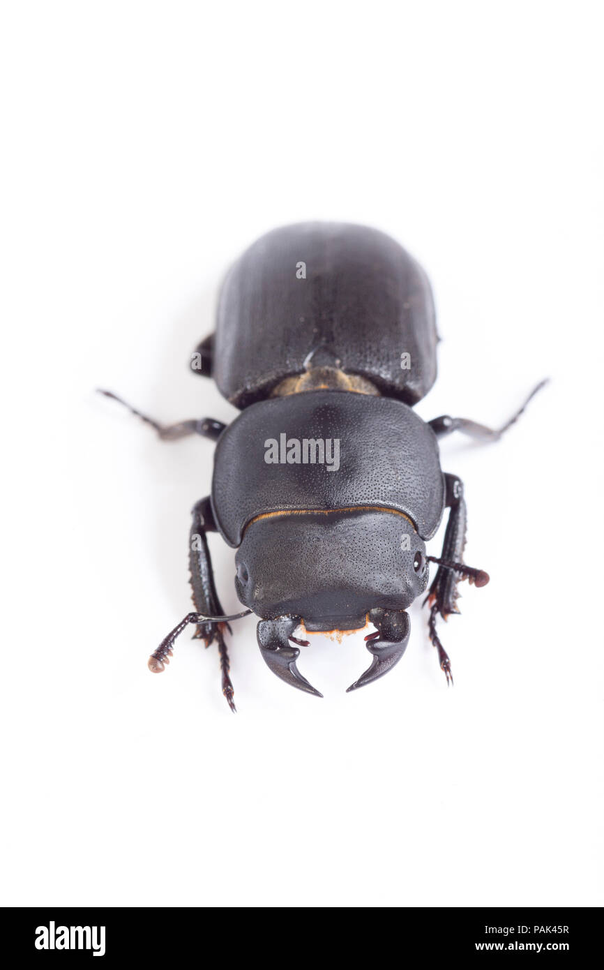 Un varón menor de los escarabajos, Dorcus parallelipipedus stag, encontrado en el norte de Dorset y fotografiados sobre un fondo blanco antes de su lanzamiento. Inglaterra GB Foto de stock