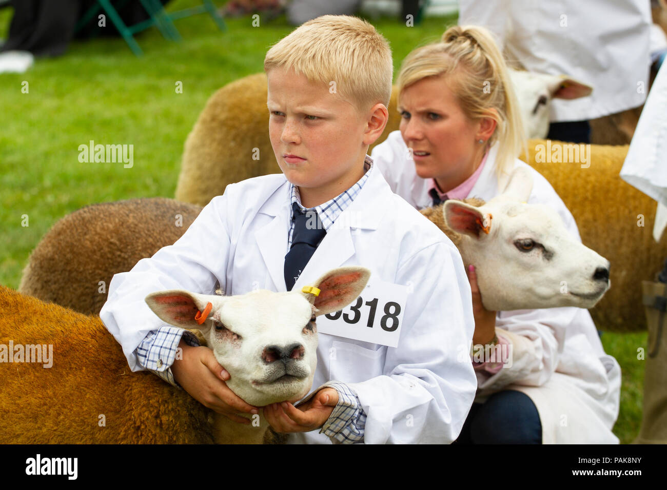 Un joven muestra sus ovejas Texel británico en el Royal Welsh Show. Foto de stock