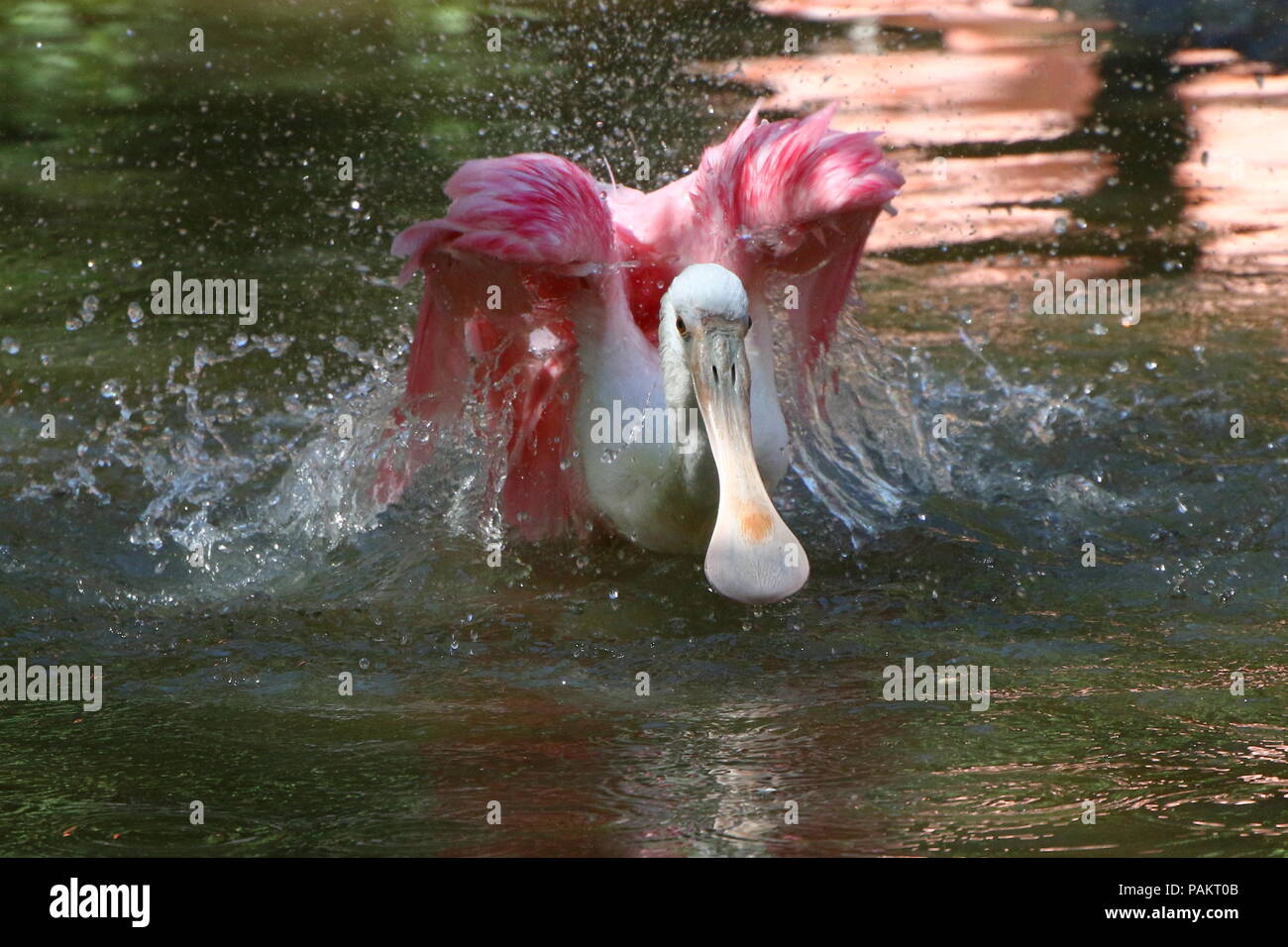 Bañarse Espátula Rosada (Platalea ajaja) batir las alas en un lago. Foto de stock