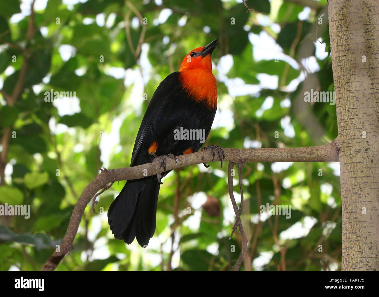 América del Sur o naranja Escarlata (Amblyramphus holosericeus encabezada Blackbird) en un árbol. Foto de stock
