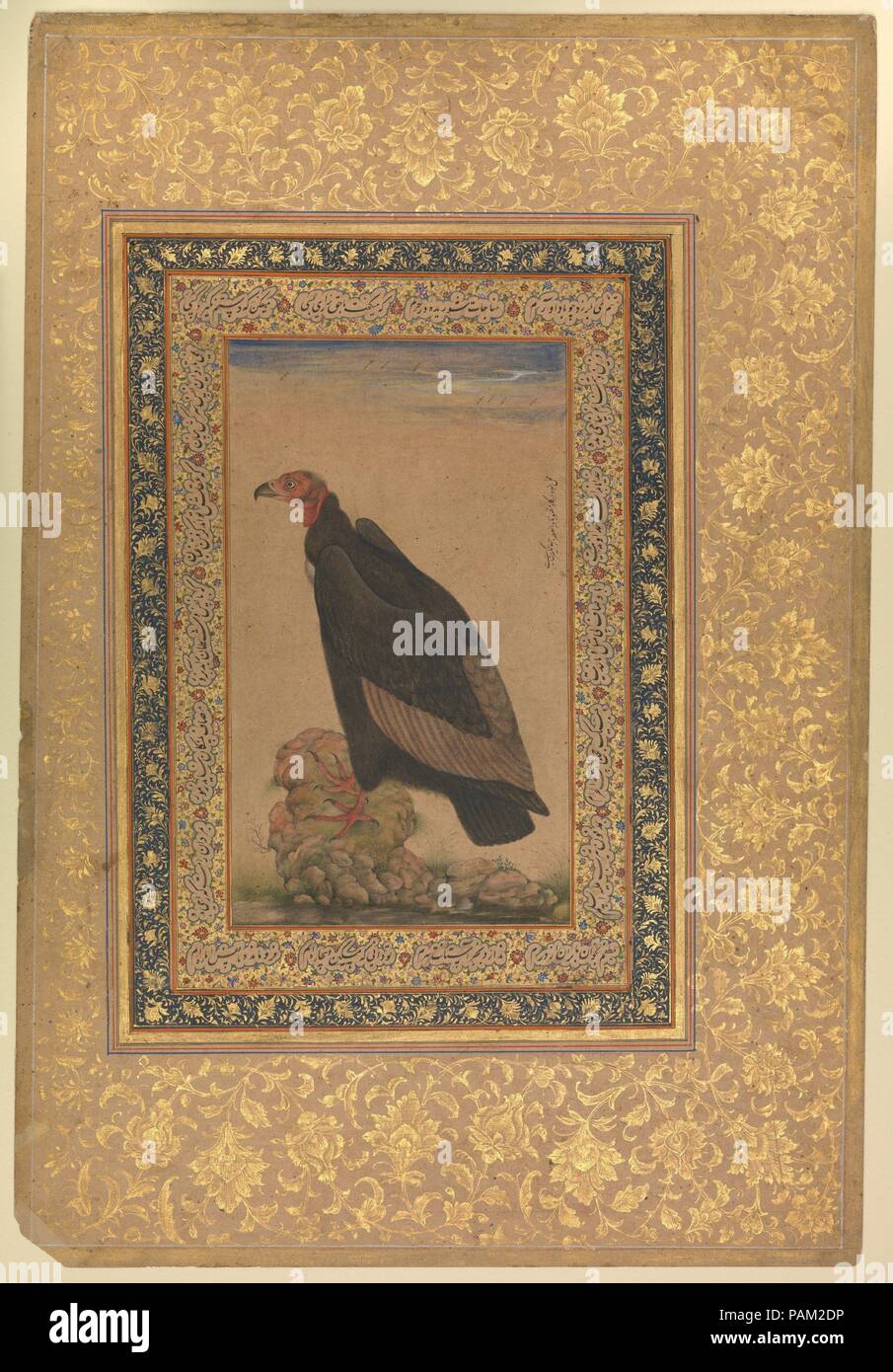 Red-Headed zopilote", Folio del Shah Jahan Álbum. Dimensiones: H. 15 1/8  pulg. (38,4 cm) W. 10 1/4 pulg. (26 cm). Fecha: anverso y reverso:  principios del siglo XIX. Museo: Museo Metropolitano de