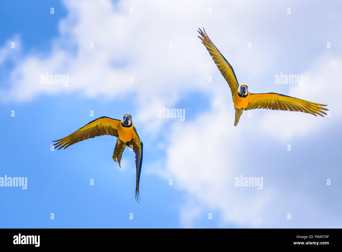Un par de azul y oro o Azul y Amarillo Guacamayos (Ara ararauna) en vuelo contra un hermoso cielo azul con nubes blancas esponjosas Foto de stock