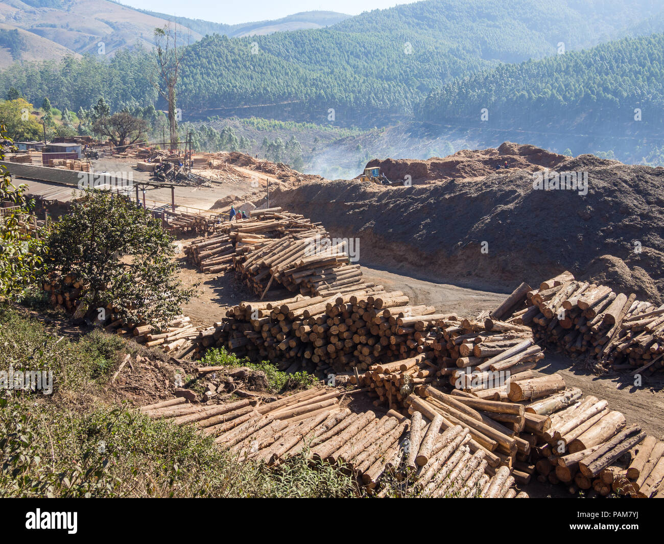 La tala de árboles en la zona rural de Swazilandia con maquinaria pesada, y bosques de madera apilados en el fondo, África. Foto de stock