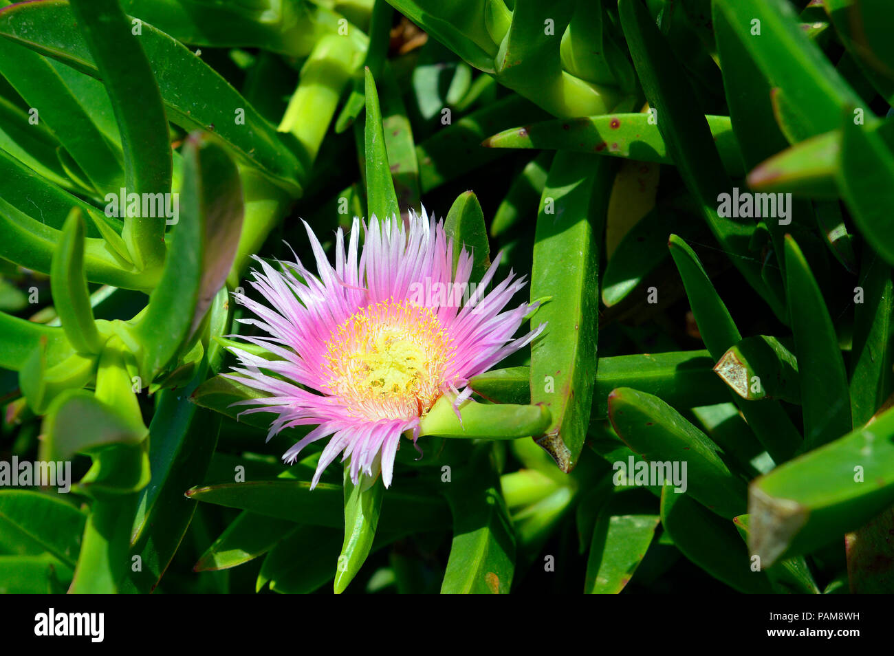 Magenta Rosado Hottentot Fig flor en Chipre Foto de stock