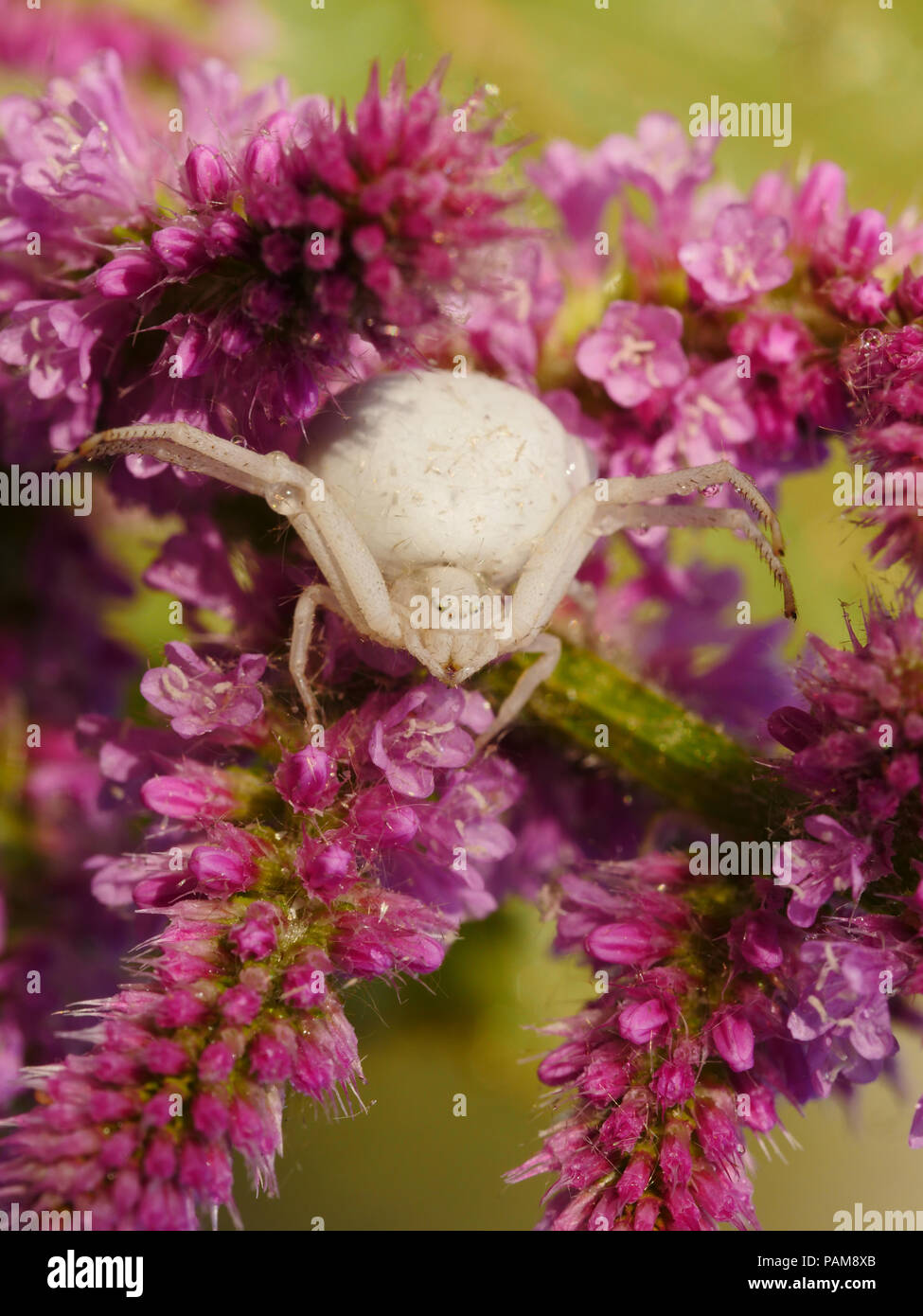 Misumena vatia araña araña blanca hembra que acechan en la flor rosa Foto de stock