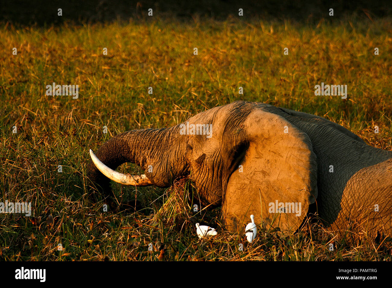 Elefante, Loxodonta africana. Parque Nacional Mana Pools. Zimbabwe Foto de stock