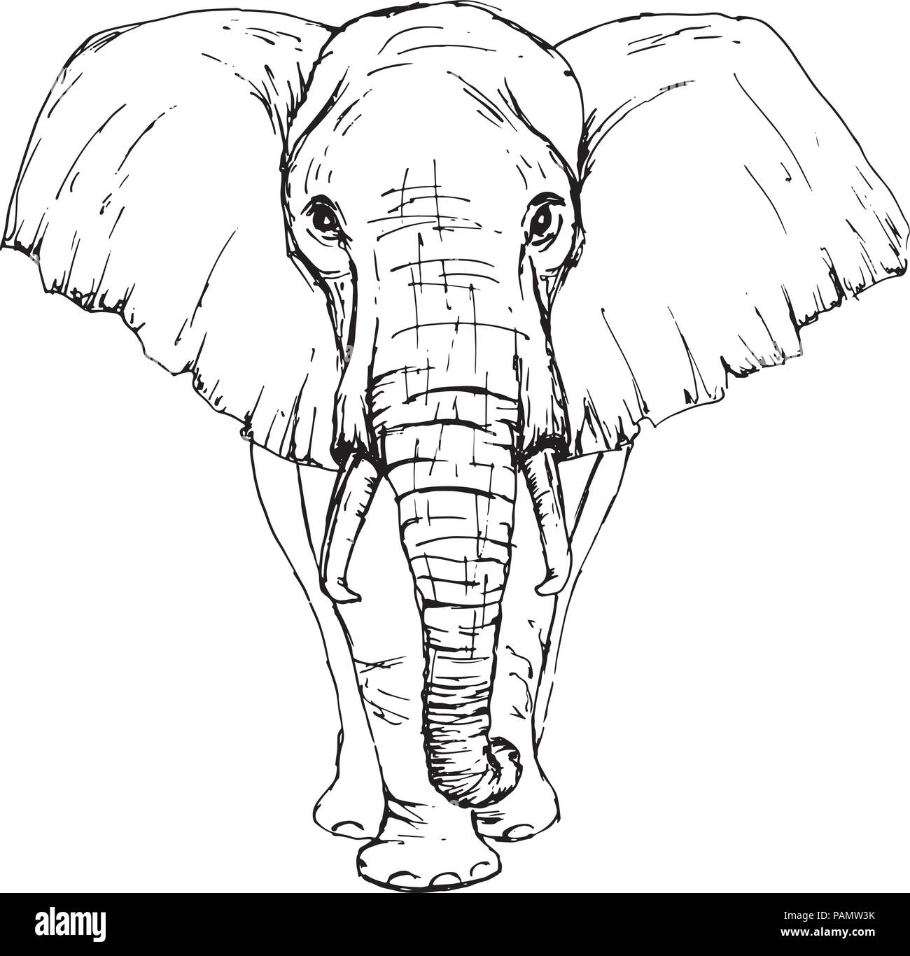 Bosquejo de lápiz vista frontal del elefante africano Imagen Vector de  stock - Alamy