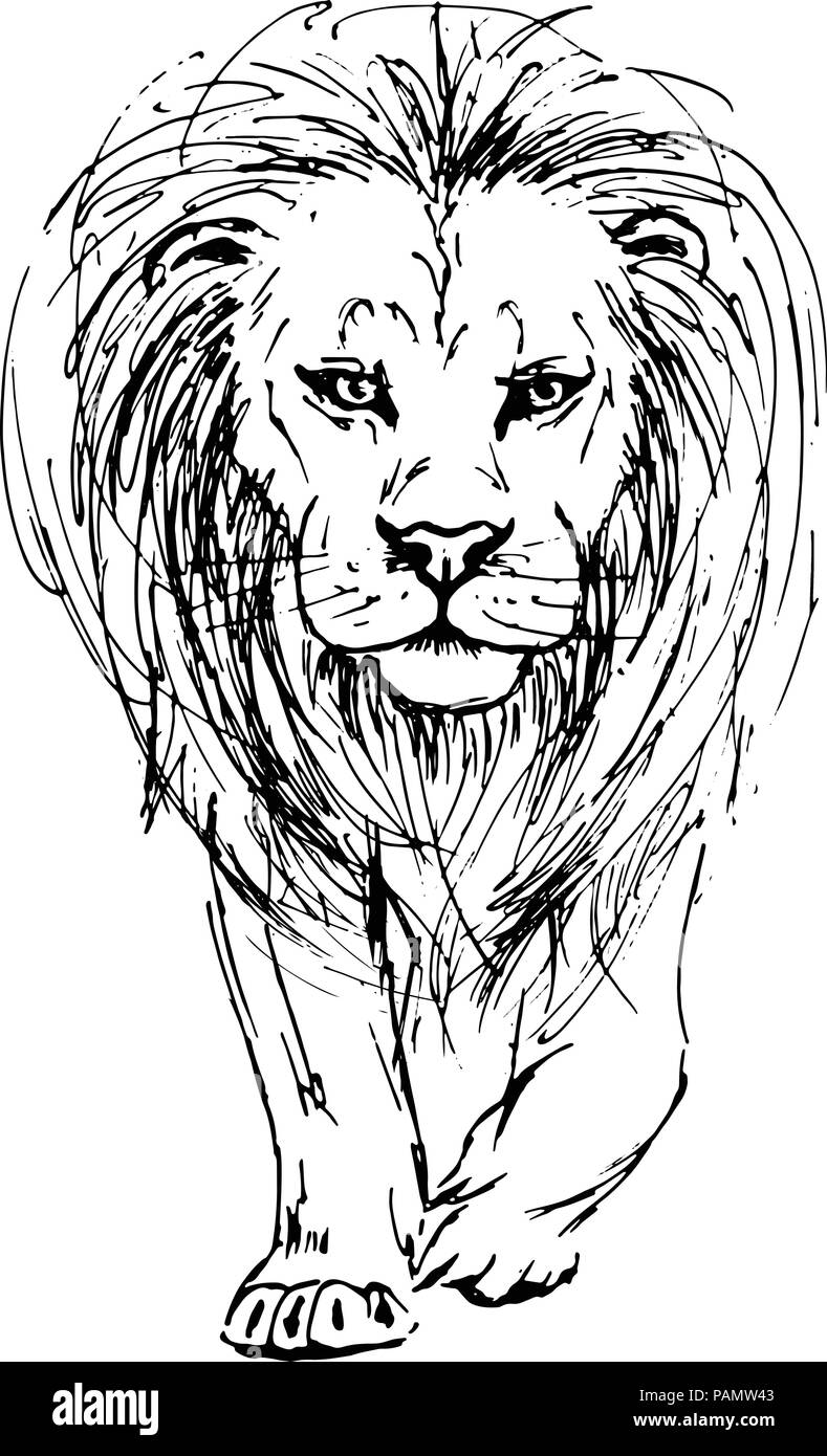 Bosquejo de la pluma de un león vista frontal Ilustración del Vector