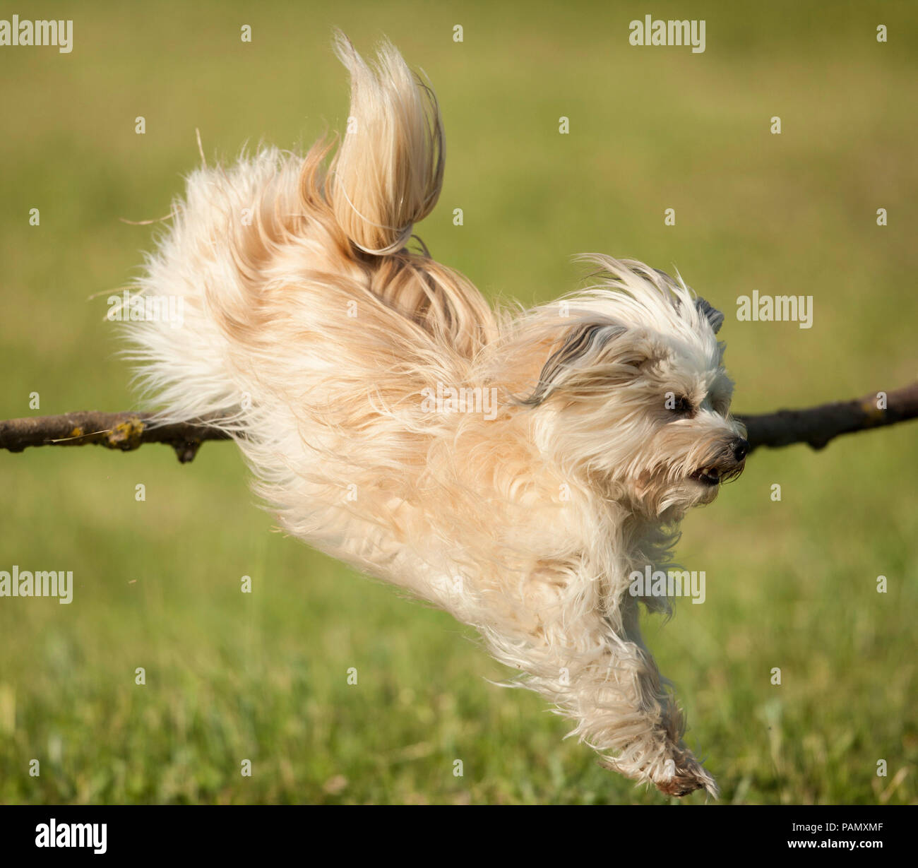 Bichón Habanero. Perro adulto saltar por encima de una rama. Alemania Foto de stock