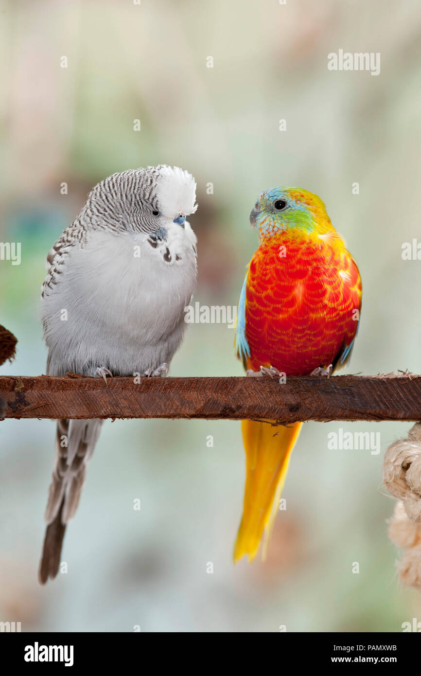 Turquoise Parrot (Neophema pulchella) y Budgericar, Budgie (Melopsittacus undulatus) en una percha. Alemania. Foto de stock
