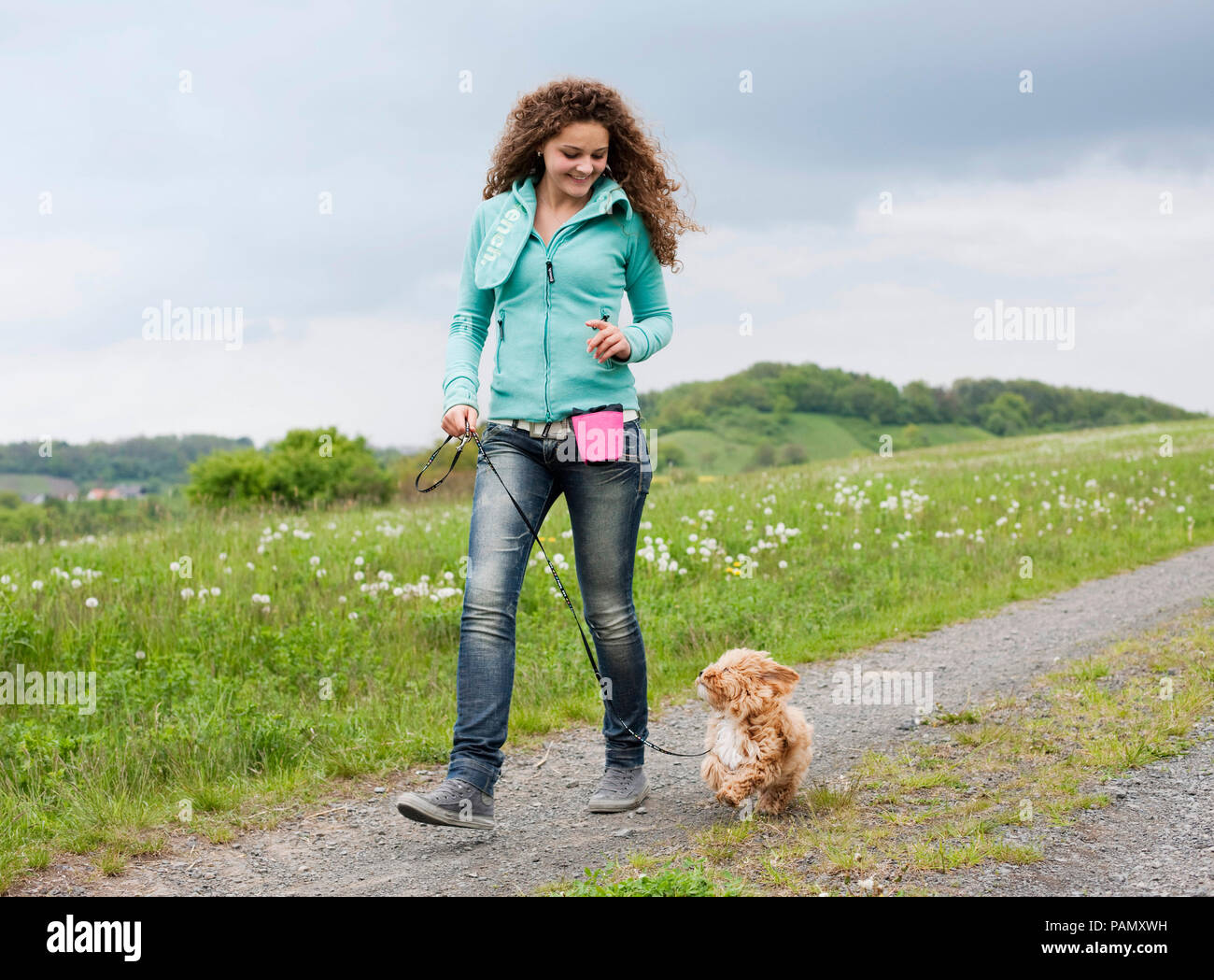 Bichón Habanero. Cachorro caminando junto a una mujer, mirando hacia arriba. Alemania Foto de stock