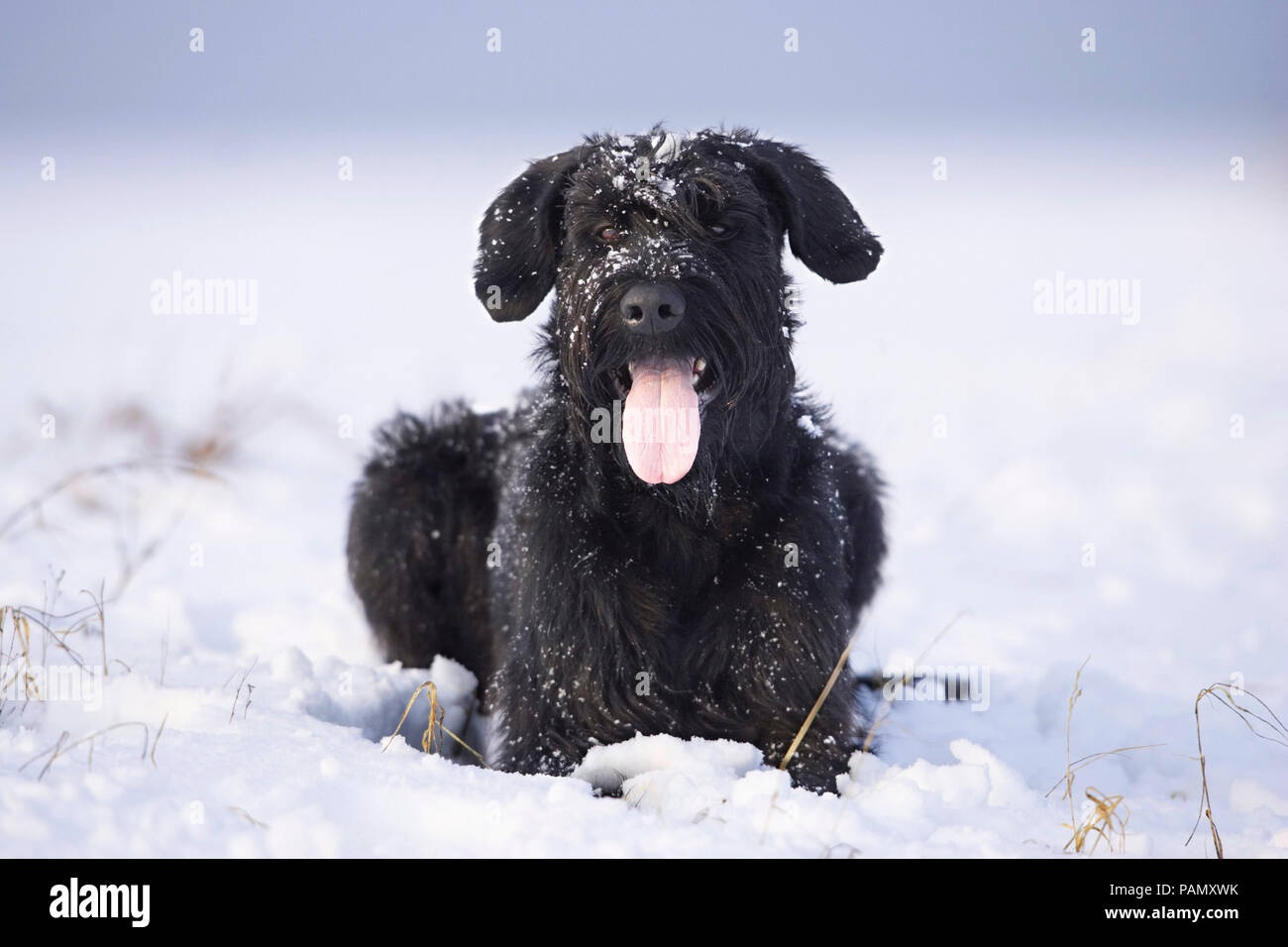 Schnauzer gigante. Perro adulto tumbado en la nieve, jadeando. Alemania Foto de stock