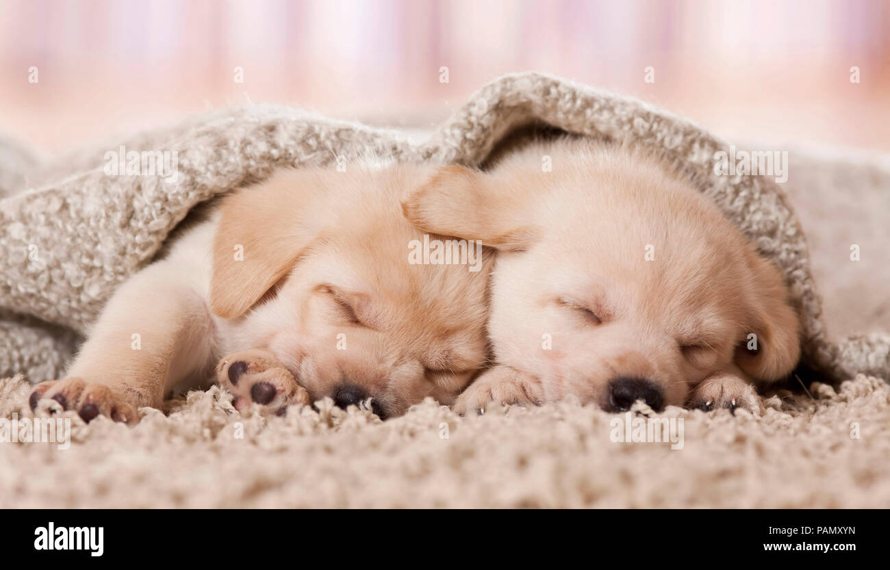 Labrador Retriever. Dos cachorros duermen bajo una manta. Alemania Foto de stock