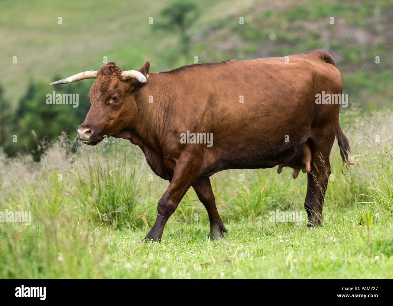 Harzer Rotvieh. Vaca caminando sobre una pradera. Alemania. Foto de stock
