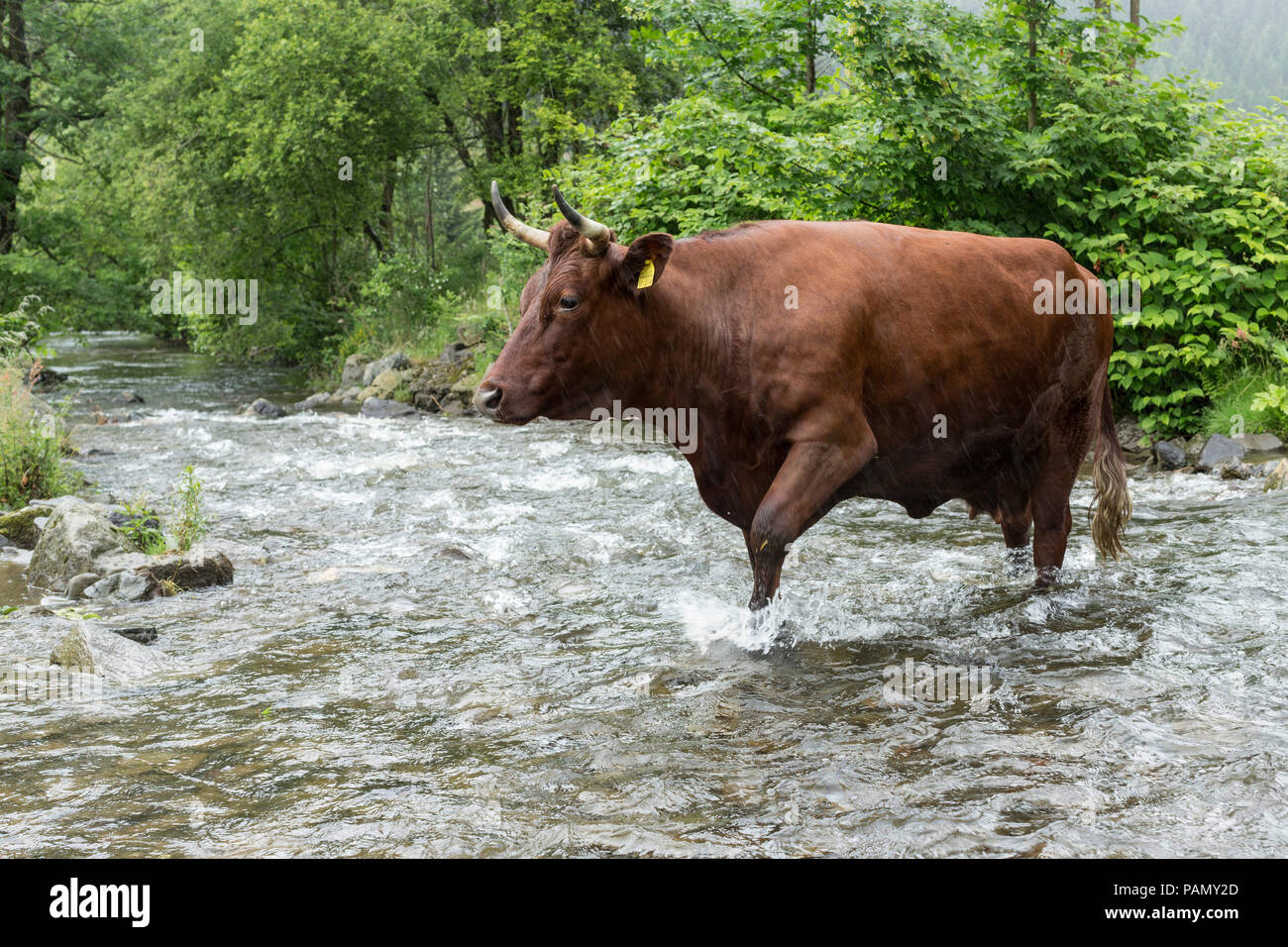 Harzer Rotvieh. Vaca cruzar un arroyo. Alemania. Foto de stock