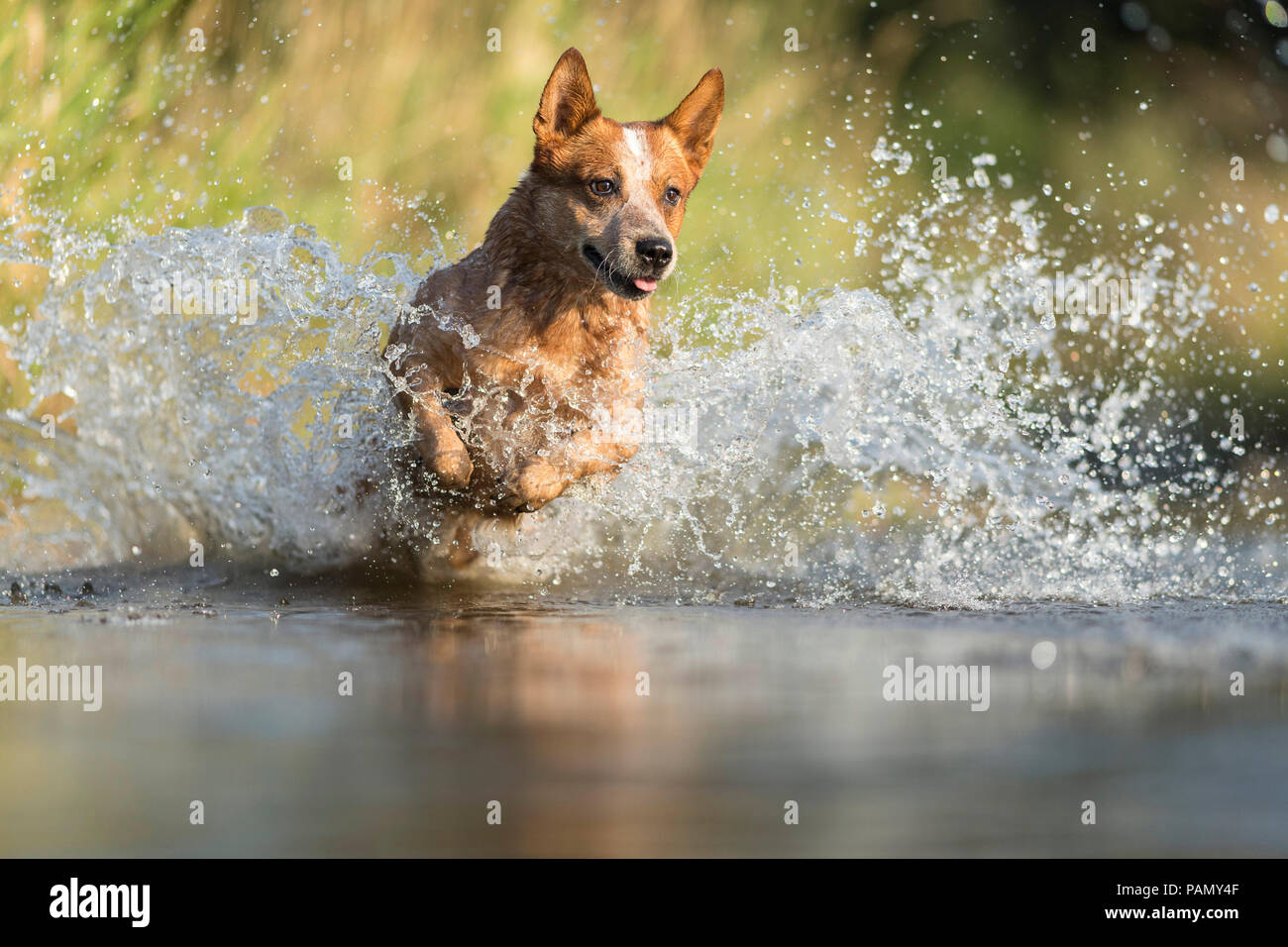 Perro de ganado australiano corriendo a través de las salpicaduras de agua. Alemania.. Foto de stock