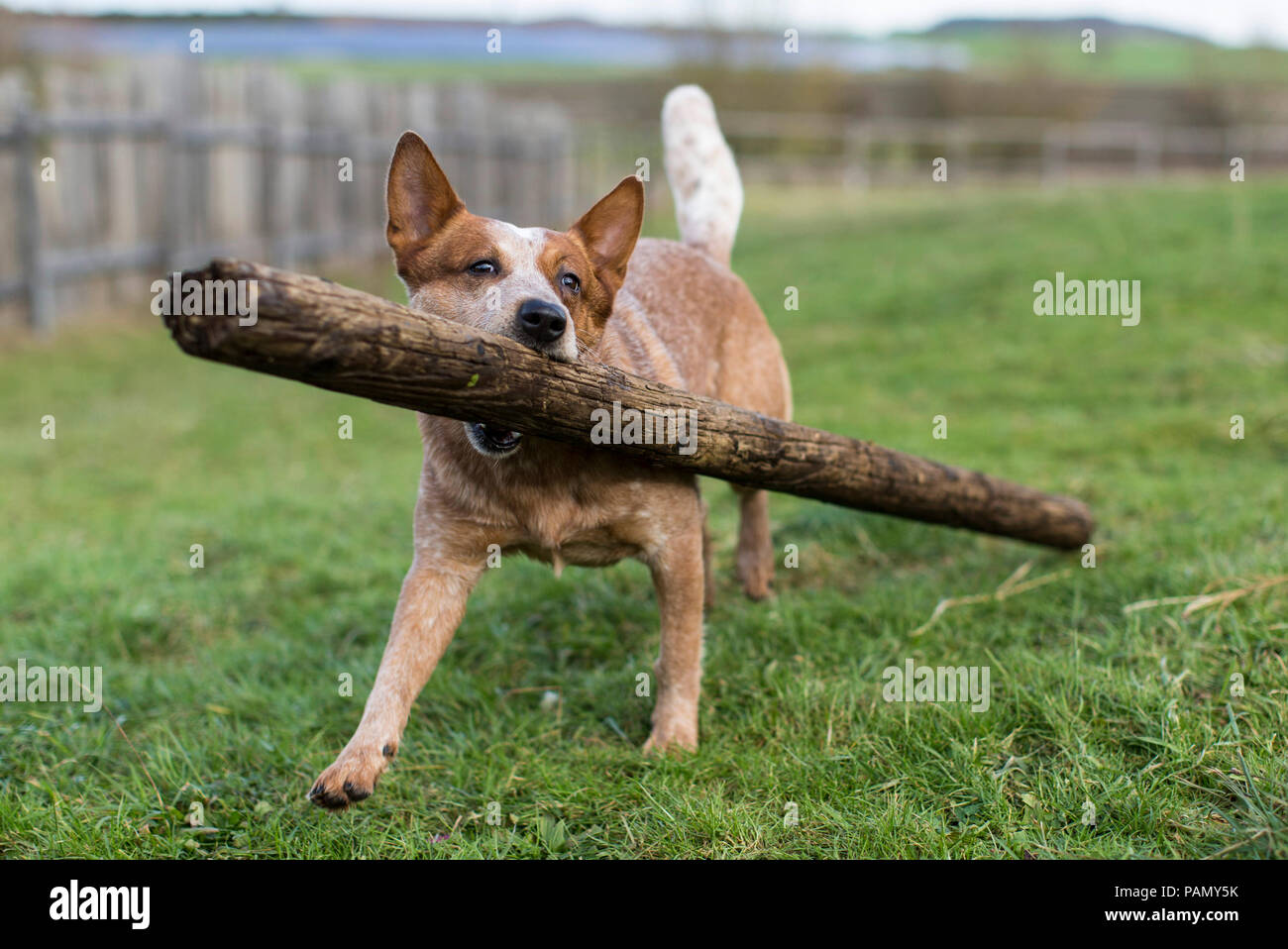 Perro de ganado australiano lleva un poste de madera. Alemania.. Foto de stock