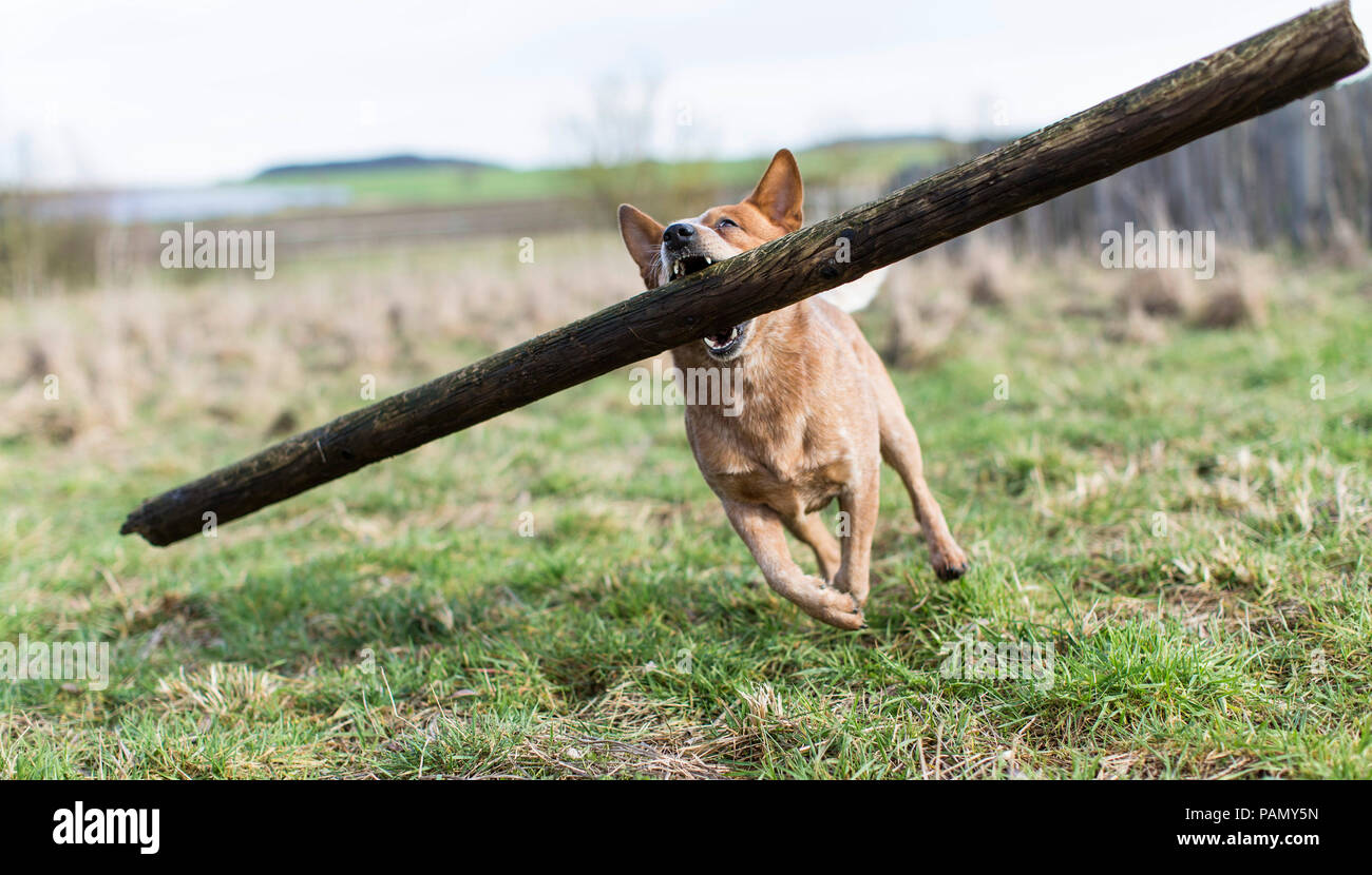 Perro de ganado australiano lleva un gran poste de madera. Alemania... Foto de stock