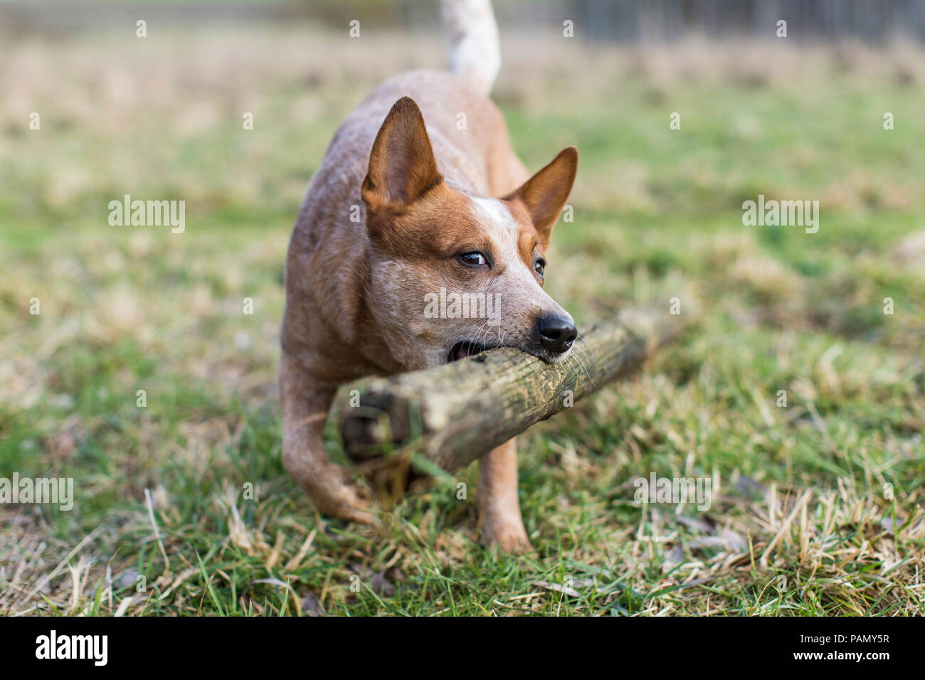 Perro de ganado australiano lleva un poste de madera. Alemania.. Foto de stock