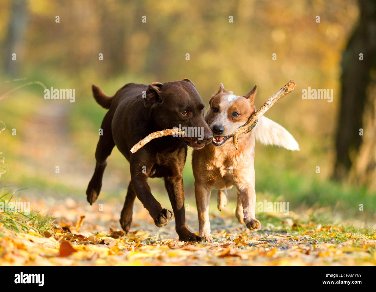 Labrador Retriever perro de ganado y de Australia. Dos adultos llevar un bastón juntos. Alemania. Foto de stock