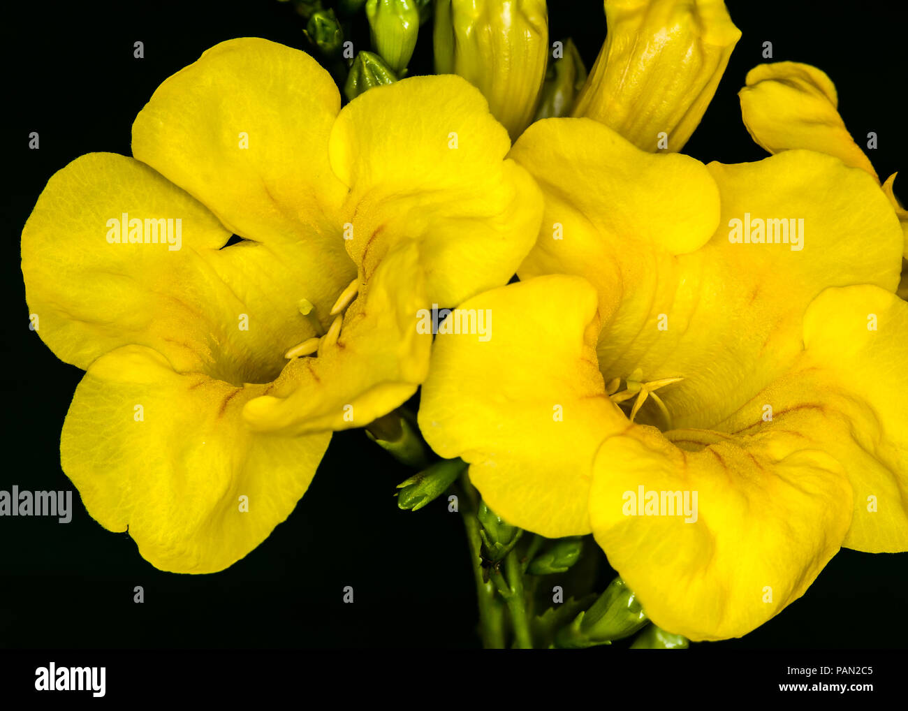 Enfoque aislado Flor Amarilla apilados en España Foto de stock