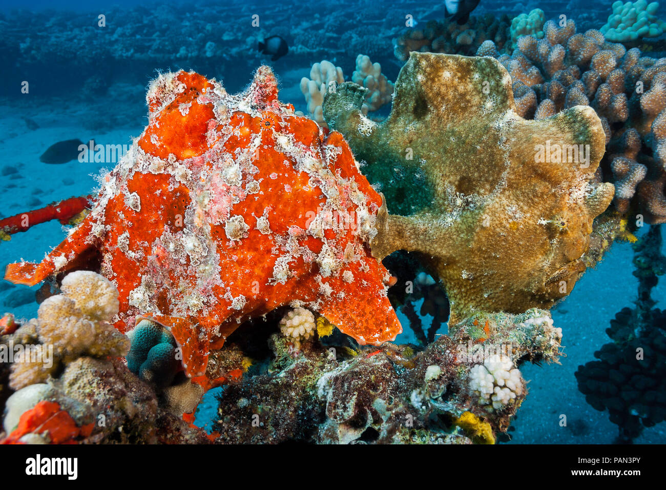 Un par de Commerson's, Antennarius commersoni frogfish, compiten por un lugar en el arrecife de Maui, Hawaii. Foto de stock