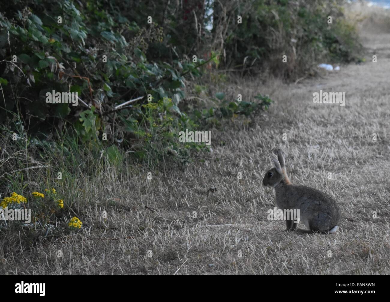 Conejo salvaje viven con basura contaminación en la colina cerca de Portsmouth, Hampshire, Reino Unido Foto de stock
