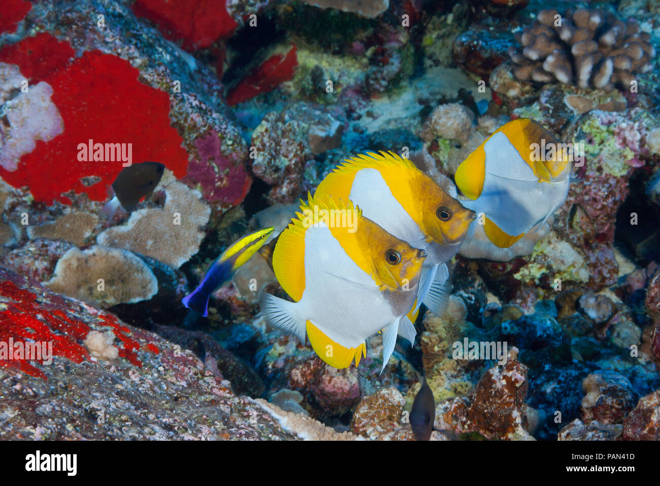 Tres pirámide butterflyfish, Hemitaurichthys polylepis, line up en un limpiador hawaianos endémicos de napoleón, Labroides phthirophagus. Hawaii. Foto de stock