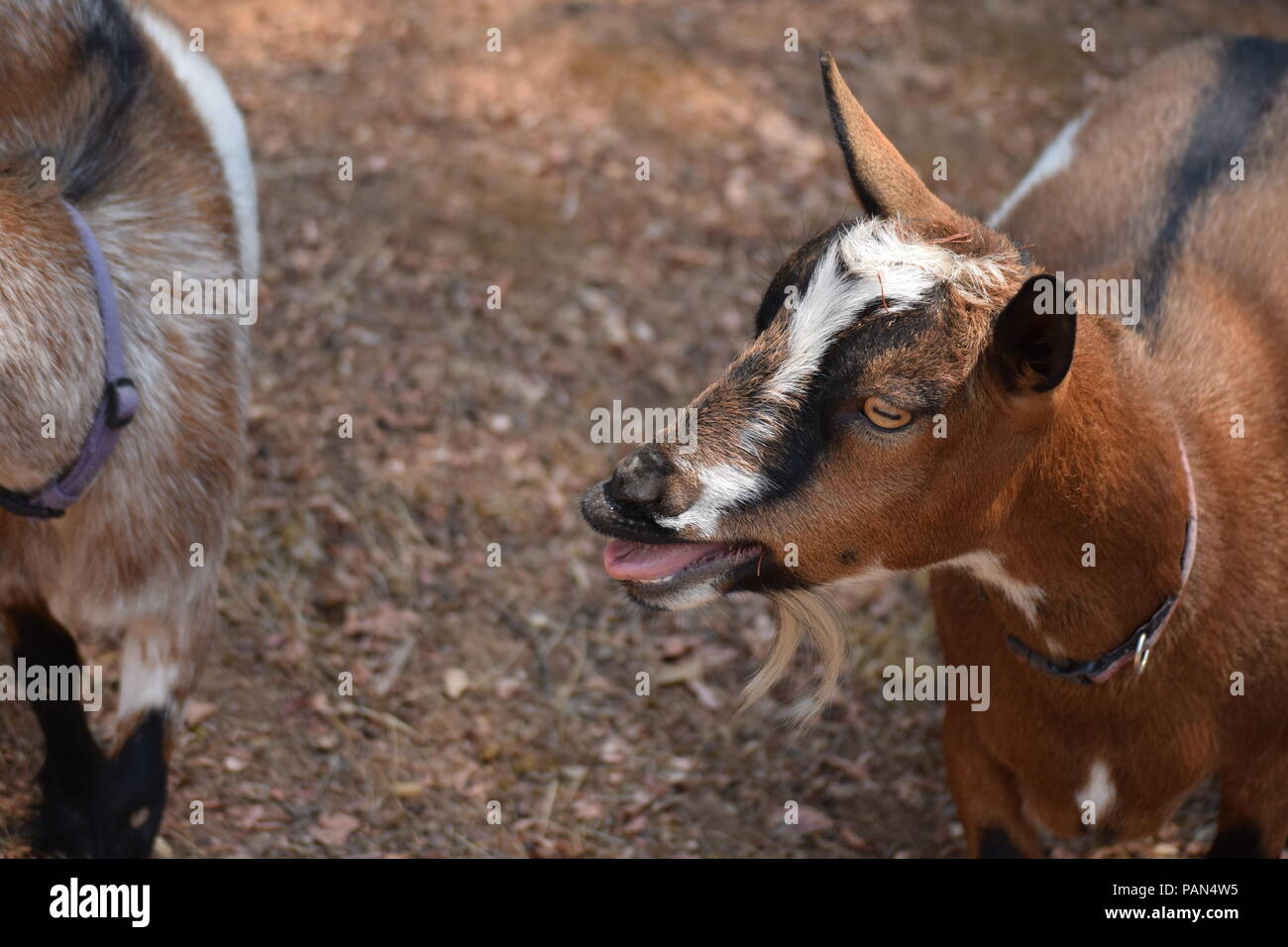 Cabra enana nigeriana fotografías e imágenes de alta resolución Alamy