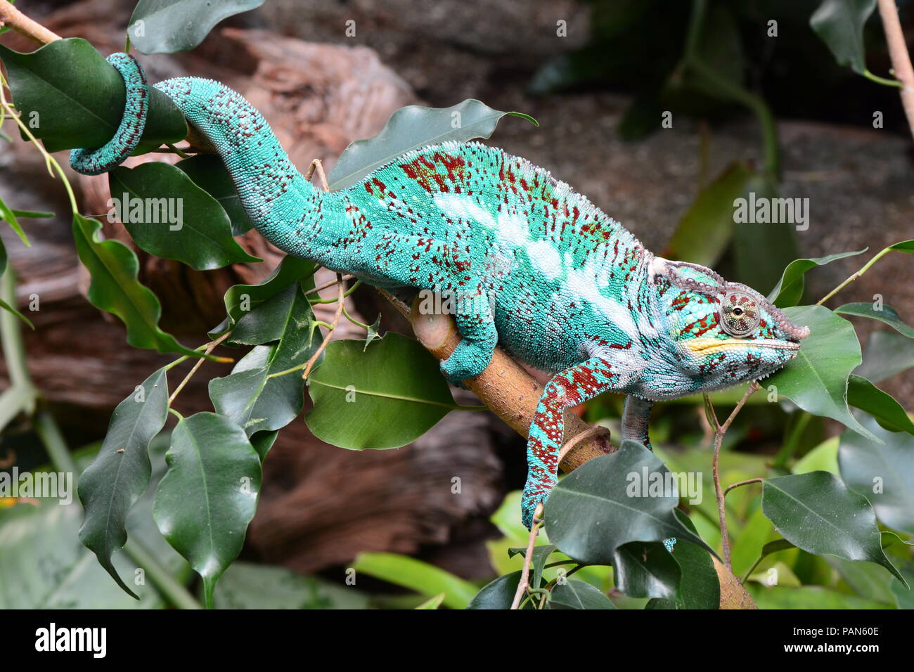 Un colorido chameleon paseos alrededor de su entorno, mostrando su belleza. Foto de stock