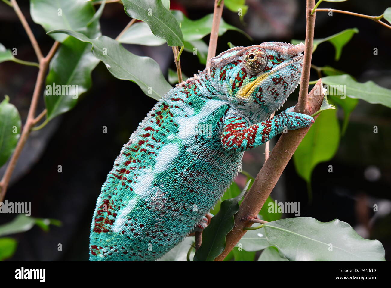 Un colorido chameleon paseos alrededor de su entorno, mostrando su belleza. Foto de stock