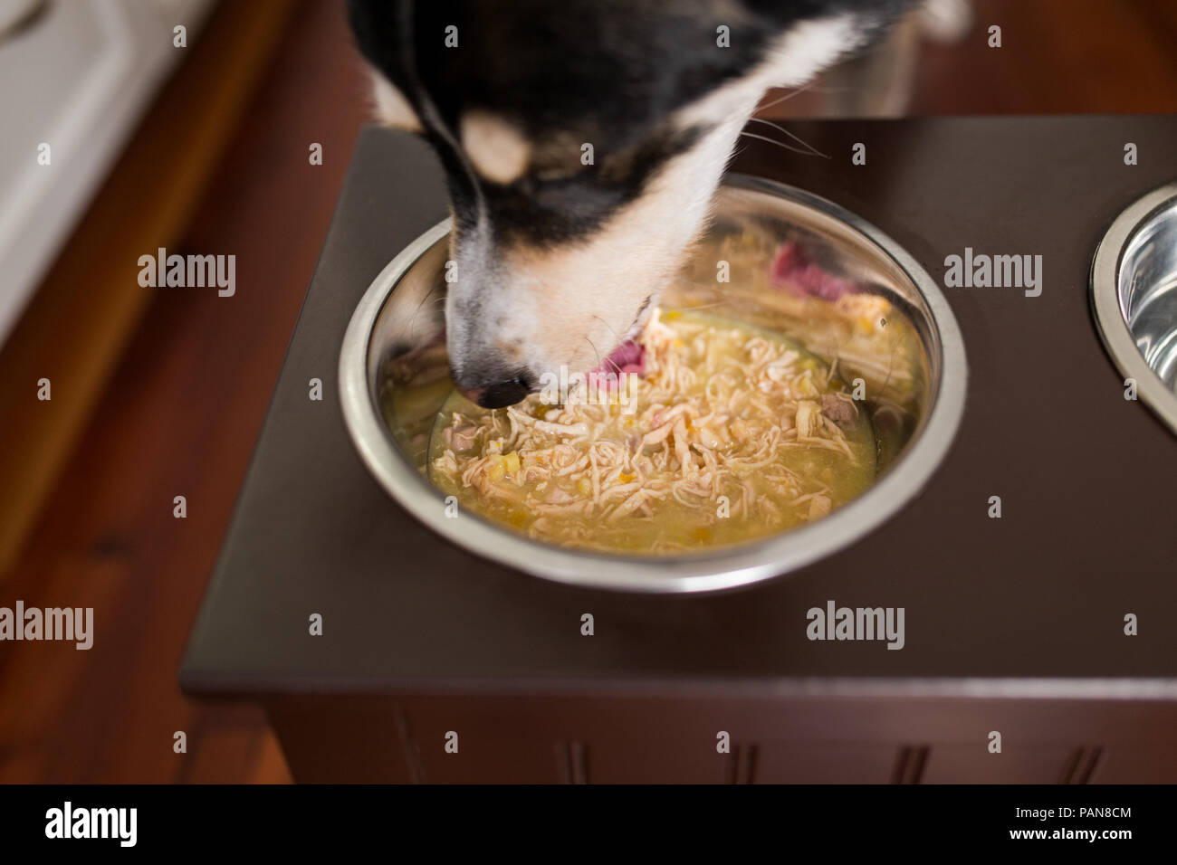 Comida enlatada para perros fotografías e imágenes de alta resolución -  Alamy