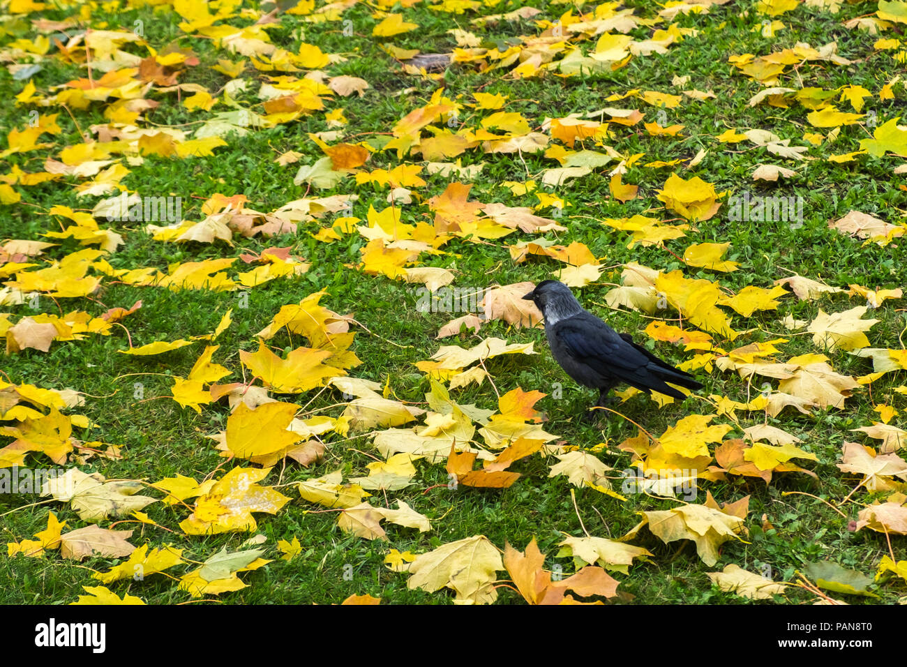 Western jackdaw (Coloeus monedula) de pie en el césped entre Amarillo otoño hojas de arce. Solo de aves salvajes en busca de alimento. Fauna de la ciudad. Foto de stock