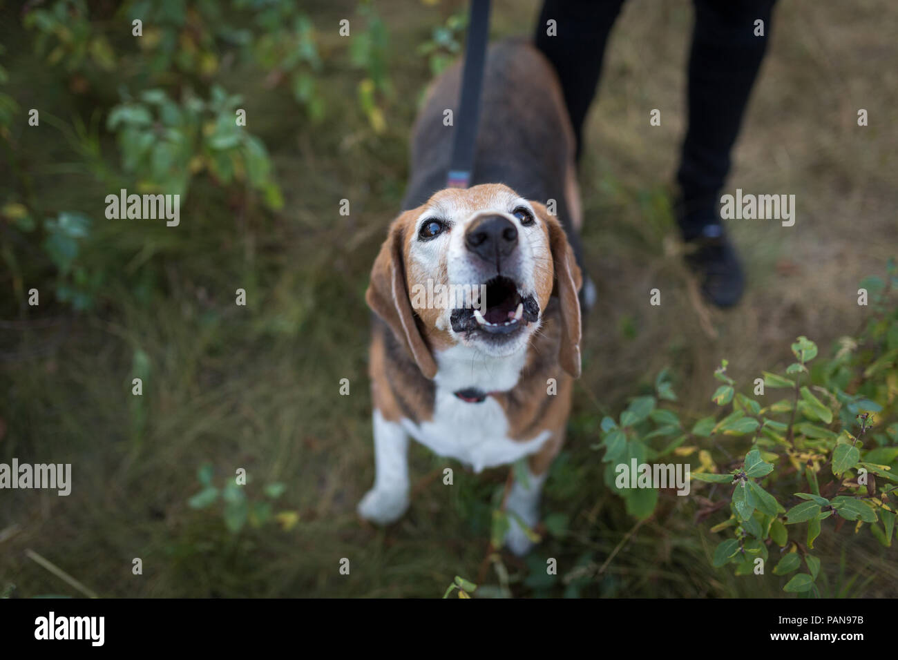 Mirando hacia arriba y perros beagle ladrar Foto de stock