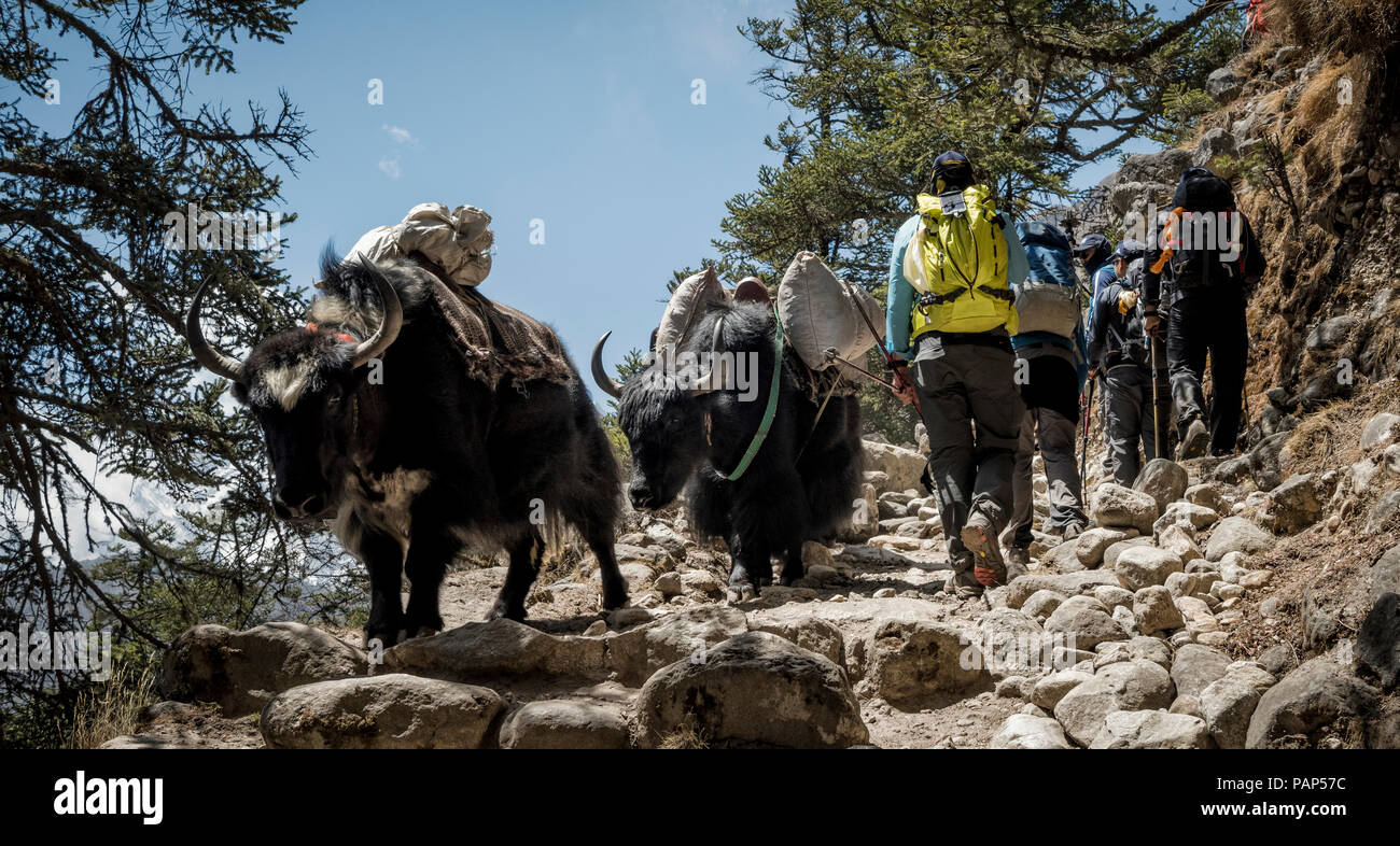 Nepal, Solo Khumbu, Everest, Sagamartha National Park, montañeros caminar sobre la pista de tierra con yaks Foto de stock