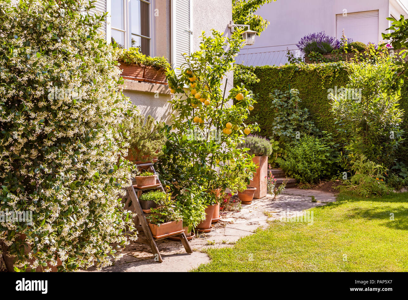 Alemania, Stuttgart, macetas con plantas en la parte frontal de la casa Foto de stock