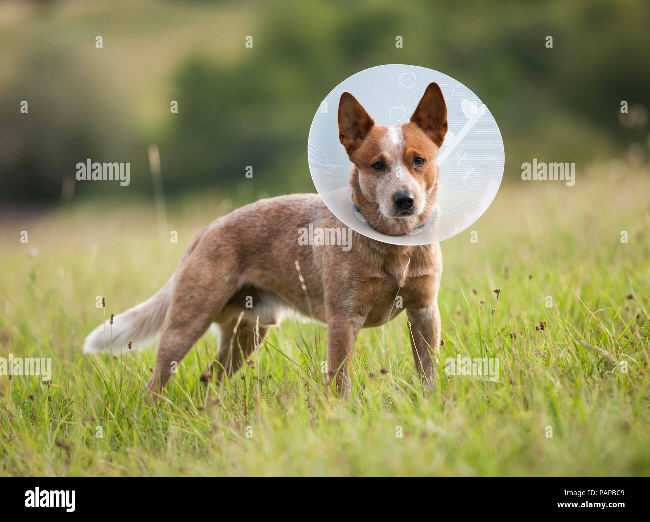Perro de ganado australiano vistiendo un Collar isabelino para evitar que el animal se lame o muerde durante la cicatrización de heridas. Alemania Foto de stock