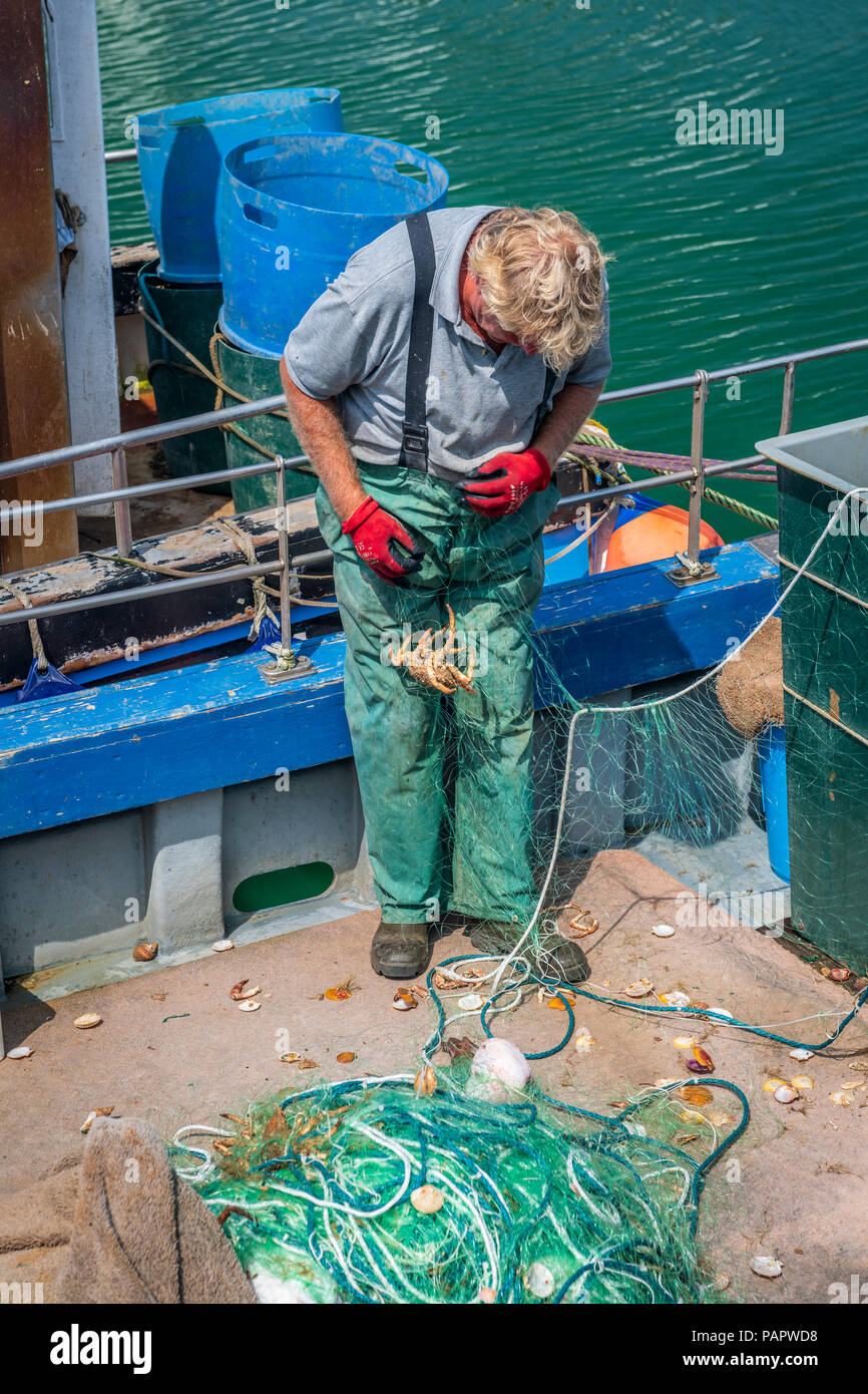 Un pescador desenreda cuidadosamente la captura de un viaje reciente de la red de malla fina en el pintoresco puerto de la Bahía Oeste de Dorset. Foto de stock