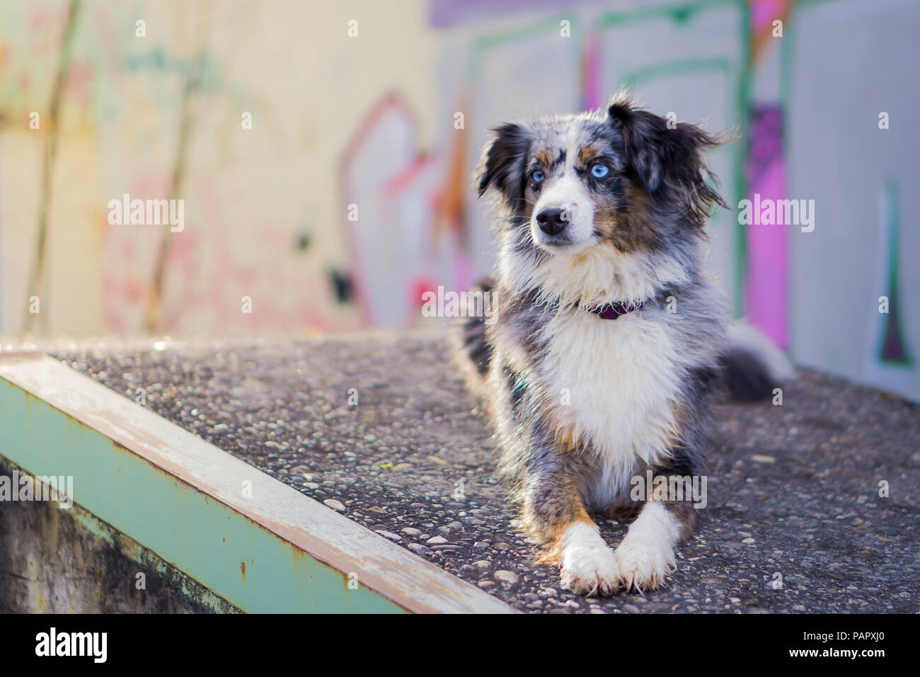 Mili la miniatura de Perro Pastor Australiano, urbano, Graffiti Foto de stock