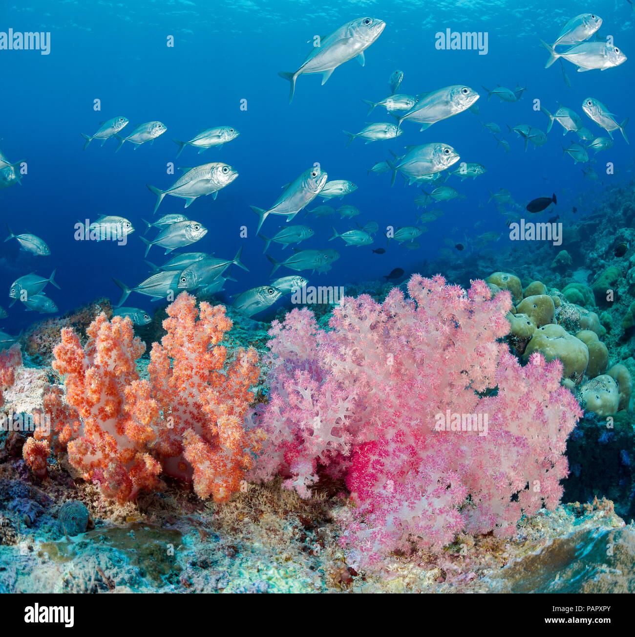 Una escena con alcyonarian arrecife coral blando y escolaridad patudo jacks, Caranx sexfasciatus, frente a la isla de Yap, Micronesia. Foto de stock