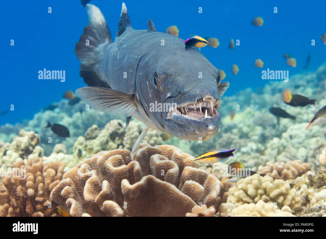 Gran barracuda, Sphyraena barracuda, puede alcanzar tanto como seis pies de largo. Este individuo está siendo limpiado por endémica limpiador hawaiano de napoleón, La Foto de stock