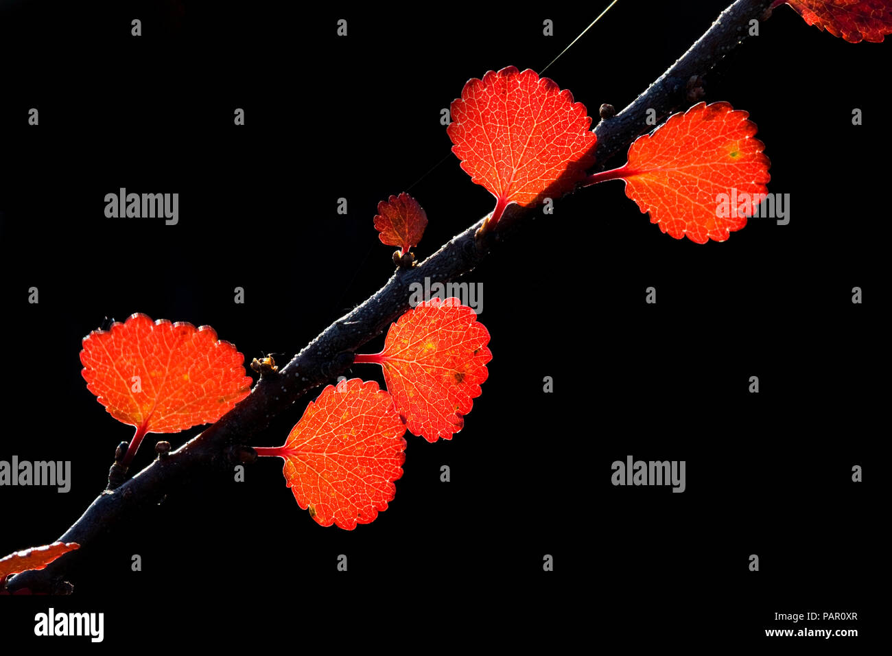 Detalle de las hojas en otoño en twig Foto de stock