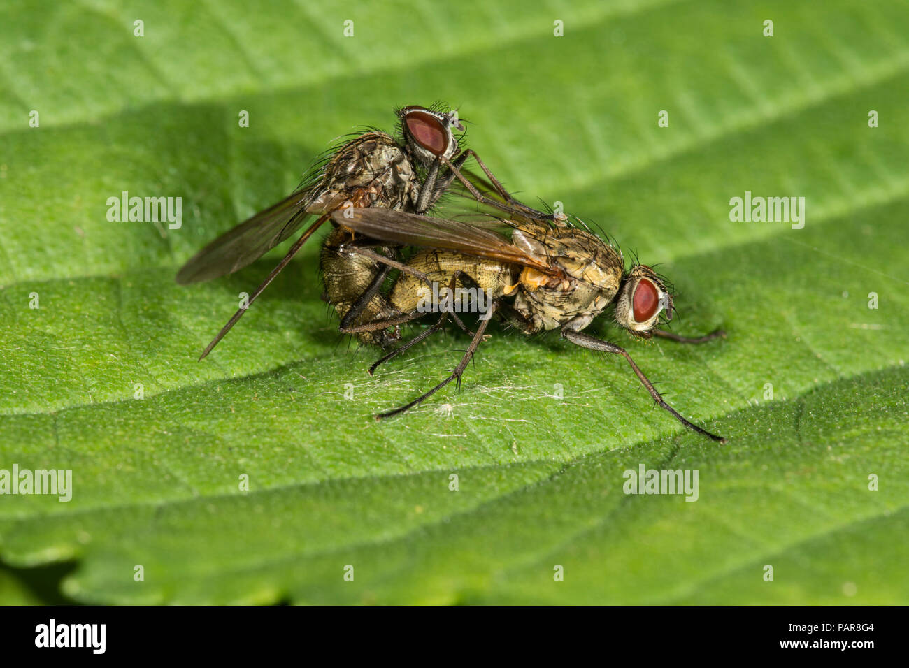 Las moscas (Muscidae) apareamiento sobre leaf, Baden-Württemberg, Alemania Foto de stock