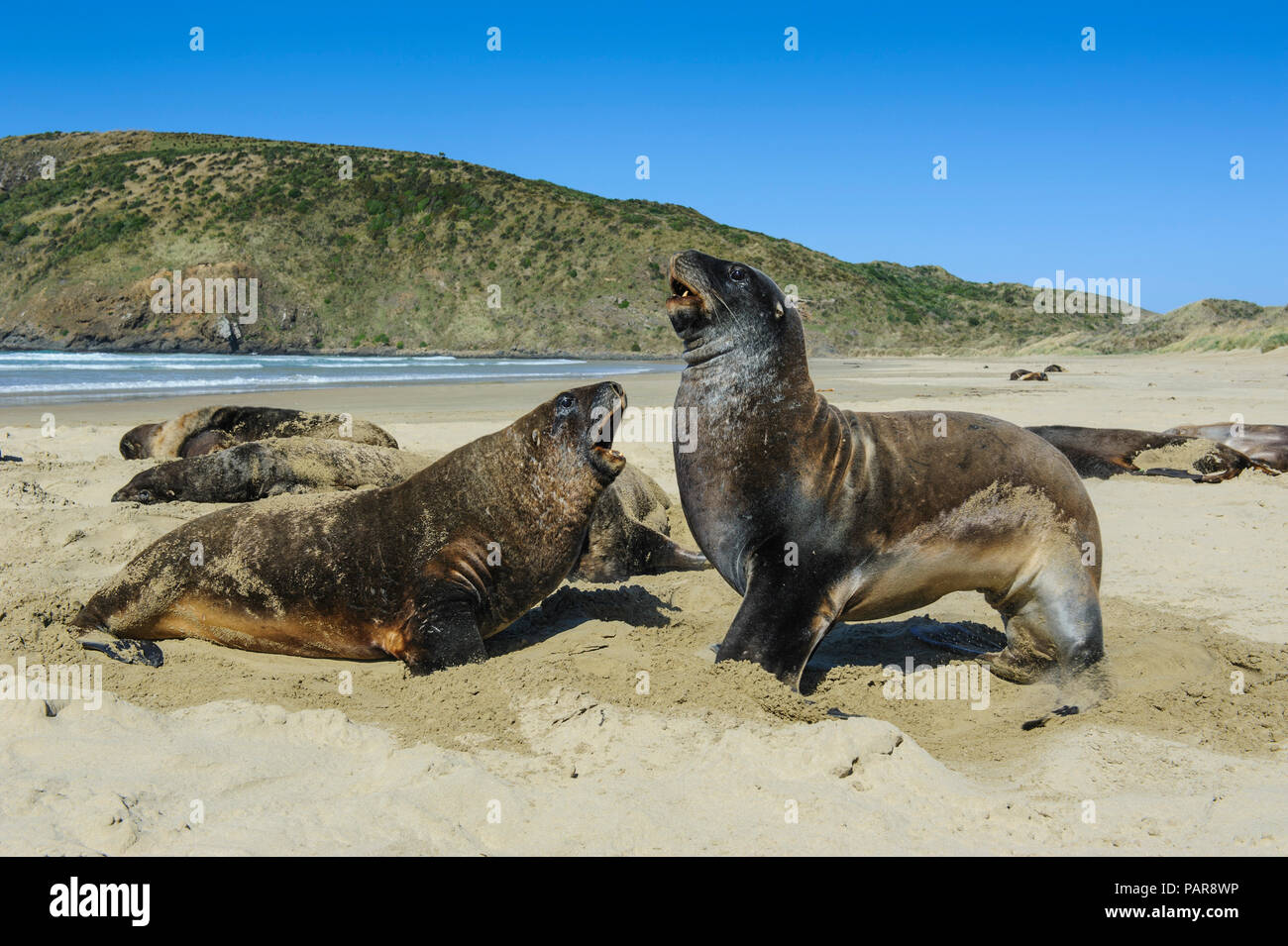 La puta de Lobos Marinos (Phocarctos hookeri), colonia en la playa, en la bahía, el caníbal Catlins, Isla del Sur, Nueva Zelanda Foto de stock