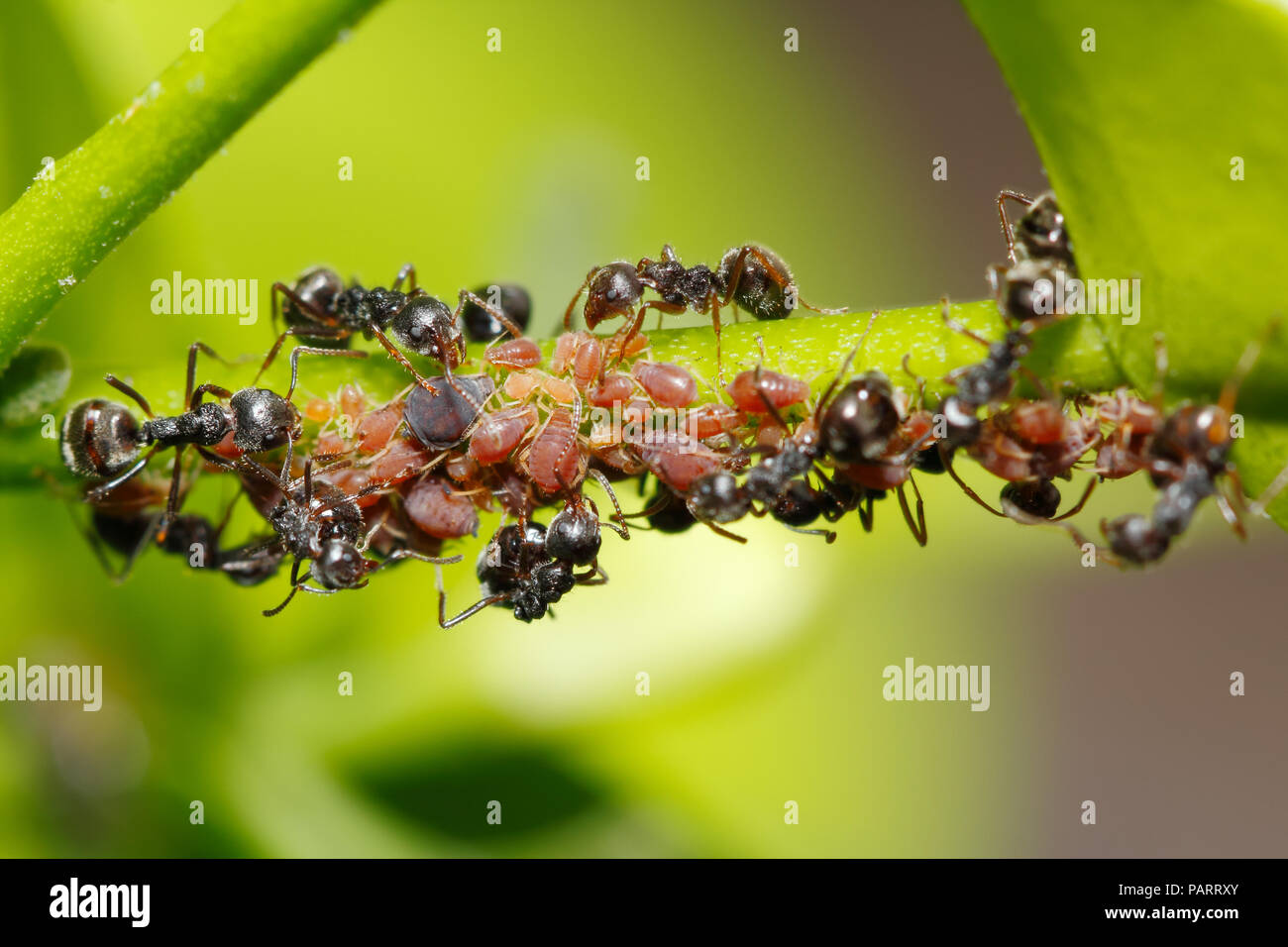 Hormiga negra (Dolichoderus thoracicus) la cría de pulgones (aphis sp.) de honeydew Foto de stock